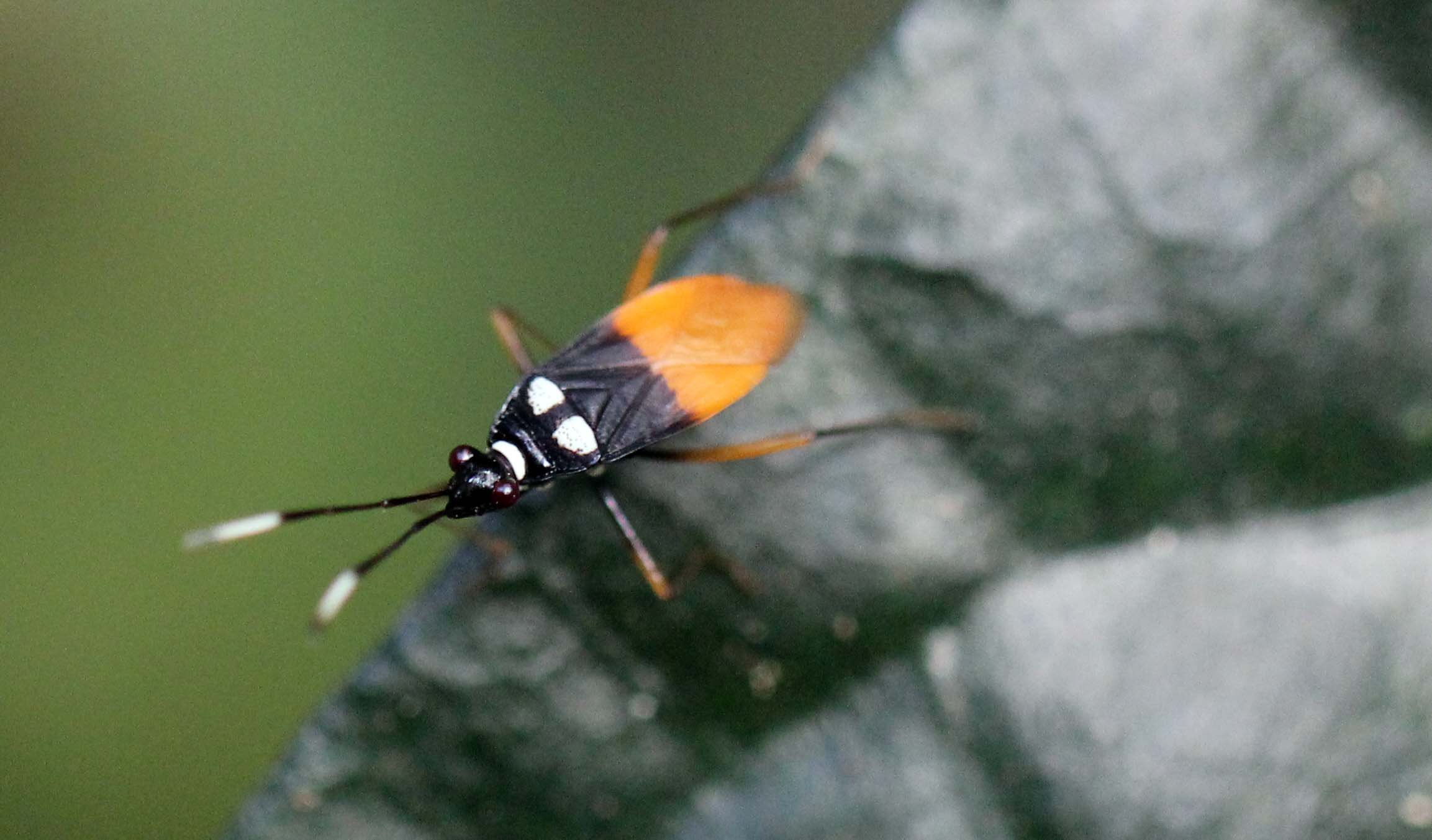 Dindymus pulcher - Coral Cave, Khao Sok NP, Thailand (4).JPG