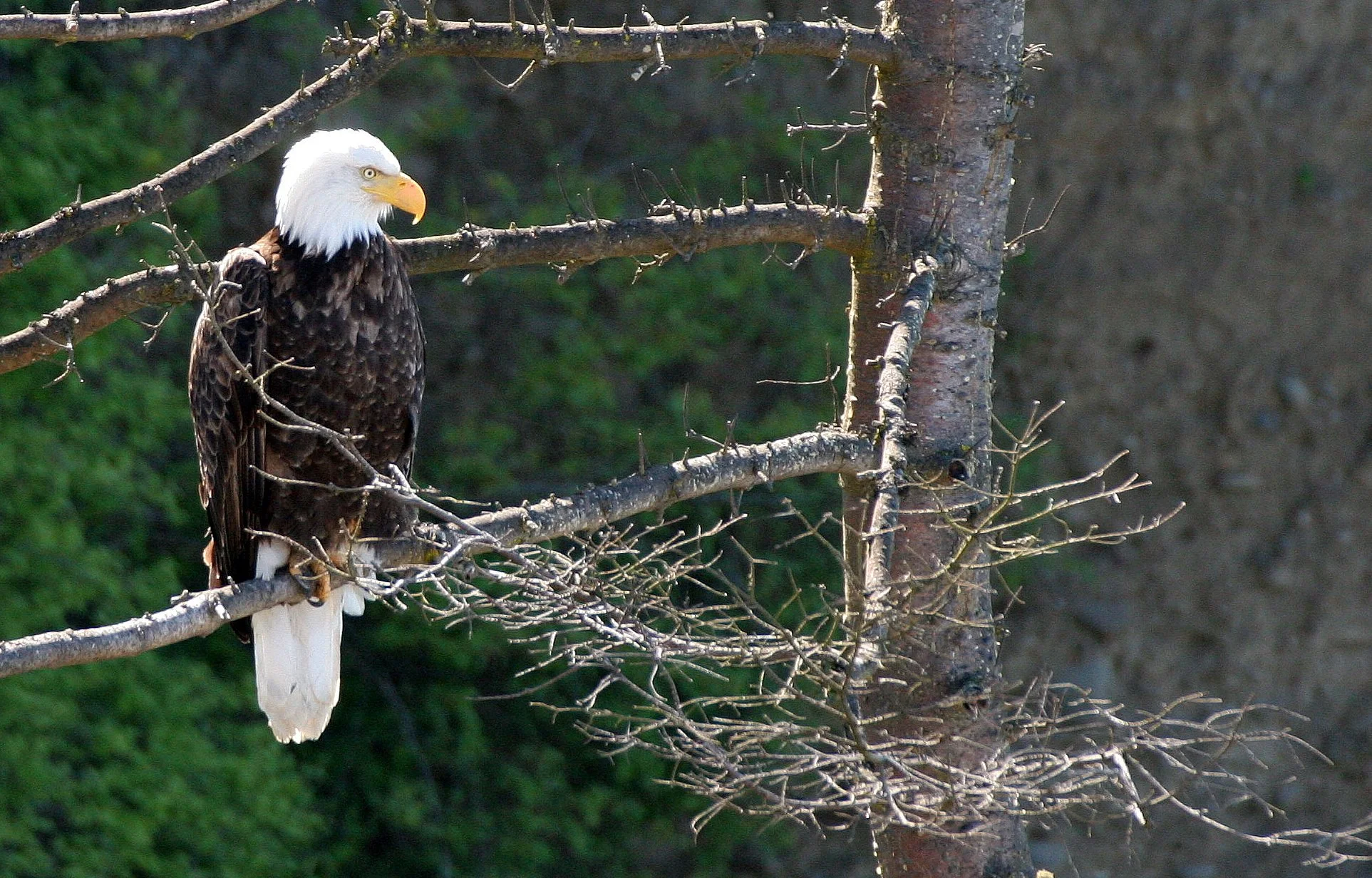 BIRD - EAGLE - BALD EAGLE - LAKE FARM BLUFFS WASHINGTON (211).JPG