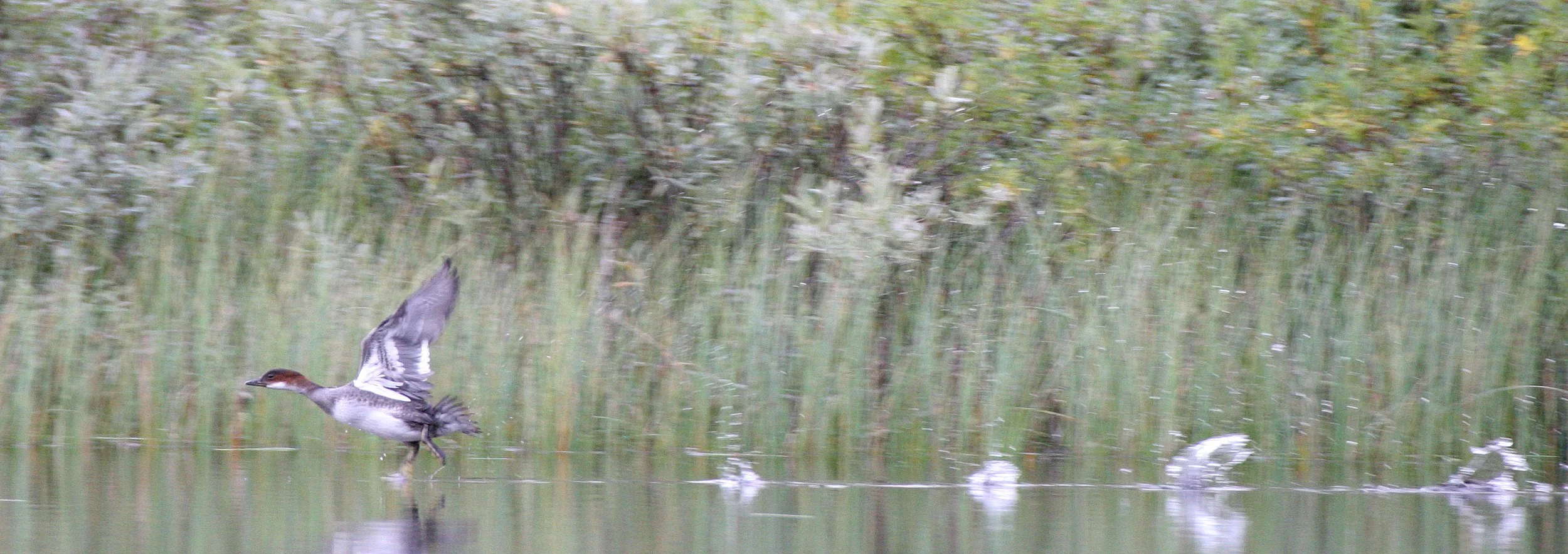 SMEW - Mergellus albellus - LEMMONJOKI NATIONAL PARK FINLAND (1).jpg
