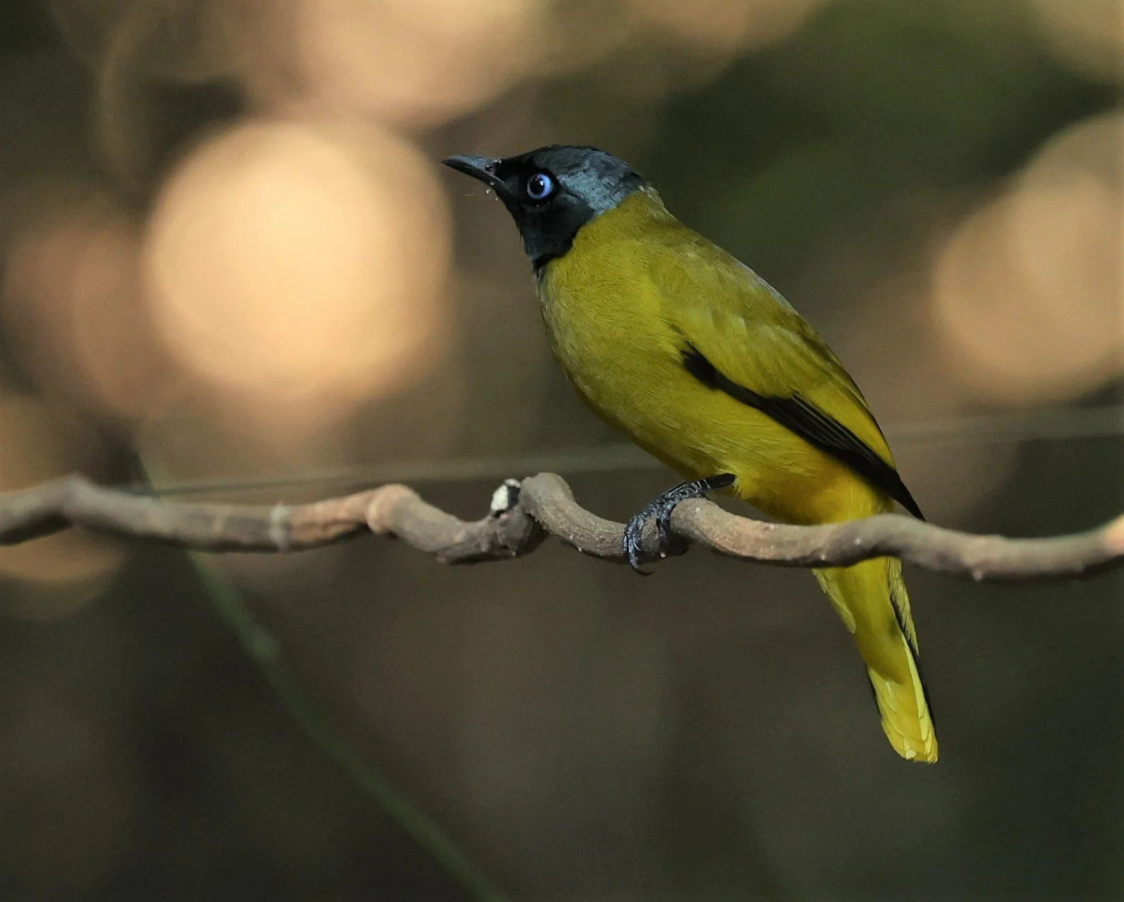 BULBUL - BLACK HEADED BULBUL - Pycnonotus atriceps - PETCHABURI PROVINCE - NUY HIDE NEAR KAENG KRACHAN JAN 2022 (2).jpg