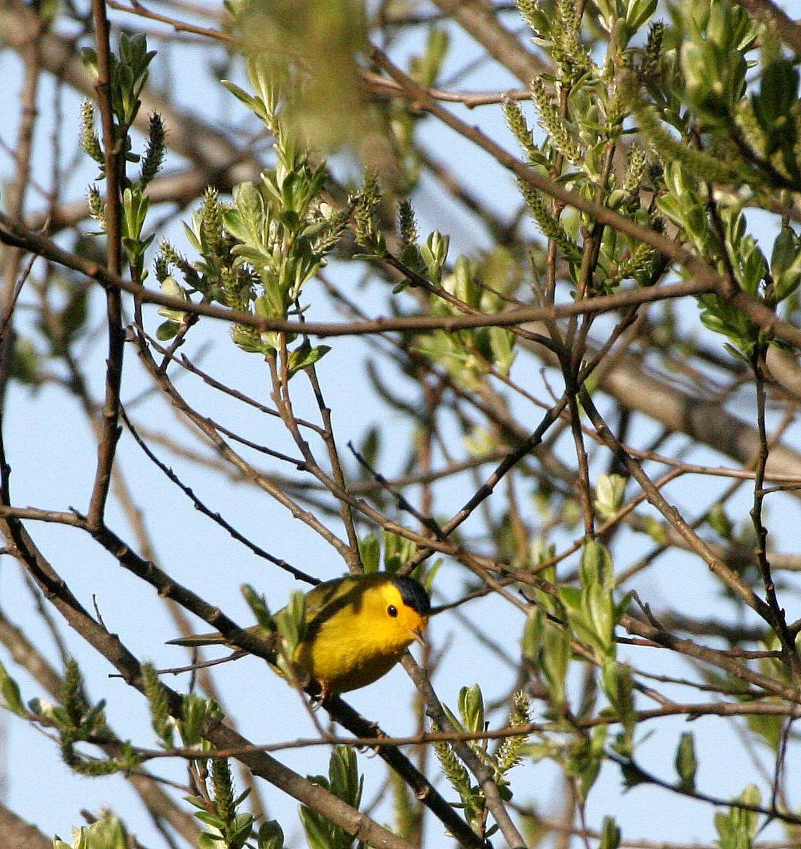 BIRD - WARBLER - WILSON'S WARBLER - LAKE FARM WOODS WA (2).JPG