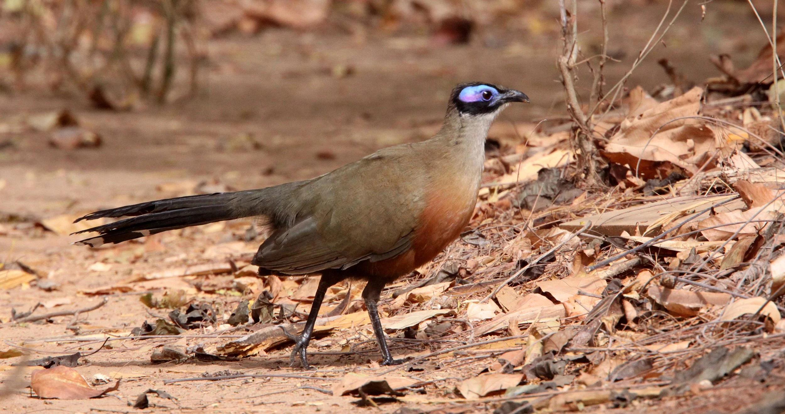 Giant Coua (Coua gigas) Kirindy NP Madagascar