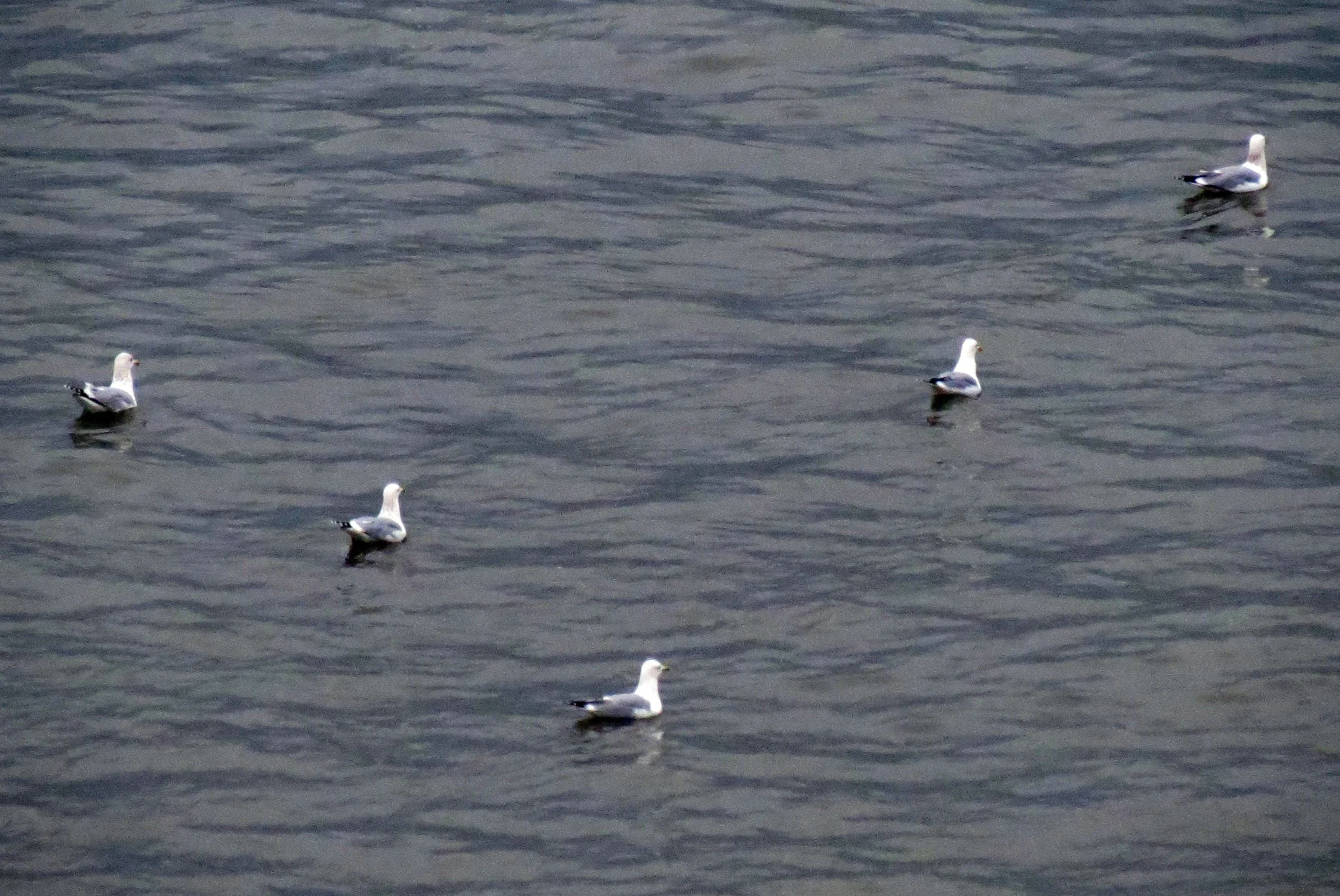BIRD - GULL - MONGOLIAN GULL - THE BUND SHANGHAI CHINA (1).JPG