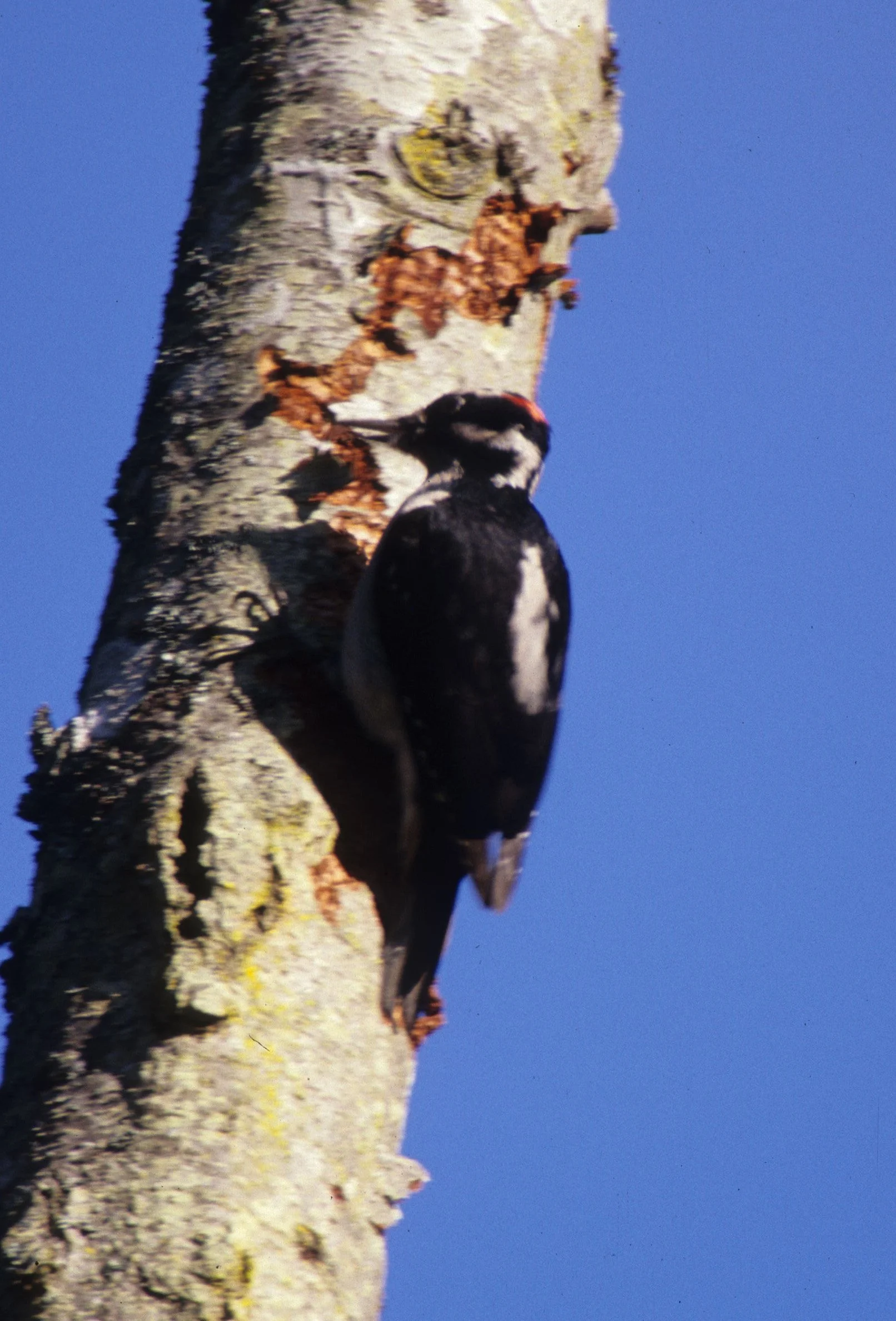 BIRD - WOODPECKER - HAIRY - LAKE FARM B.jpg