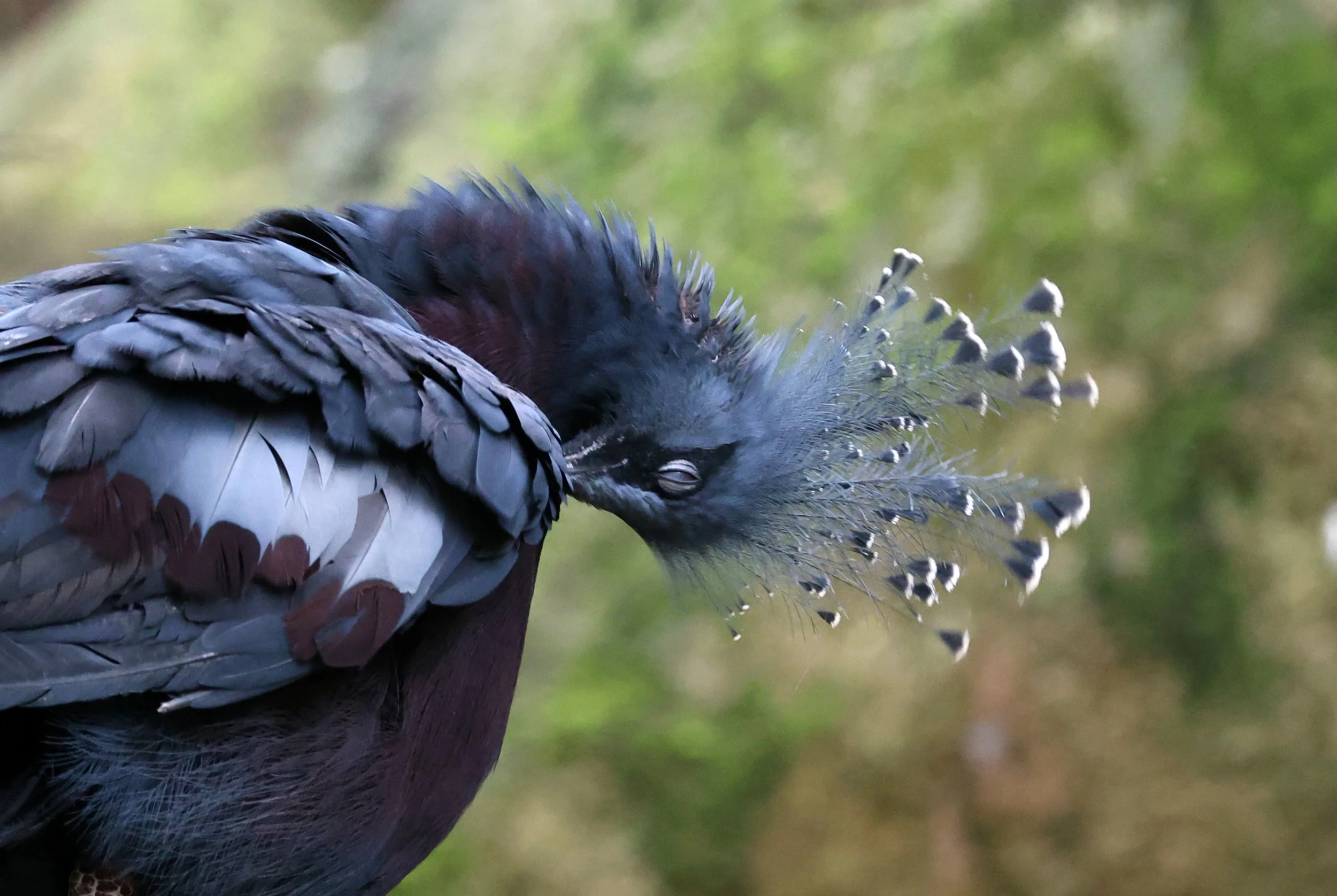 Victoria crowned pigeon (Goura victoria) Khao Kiew Open Air Zoo Siracha Thailand (4).jpg