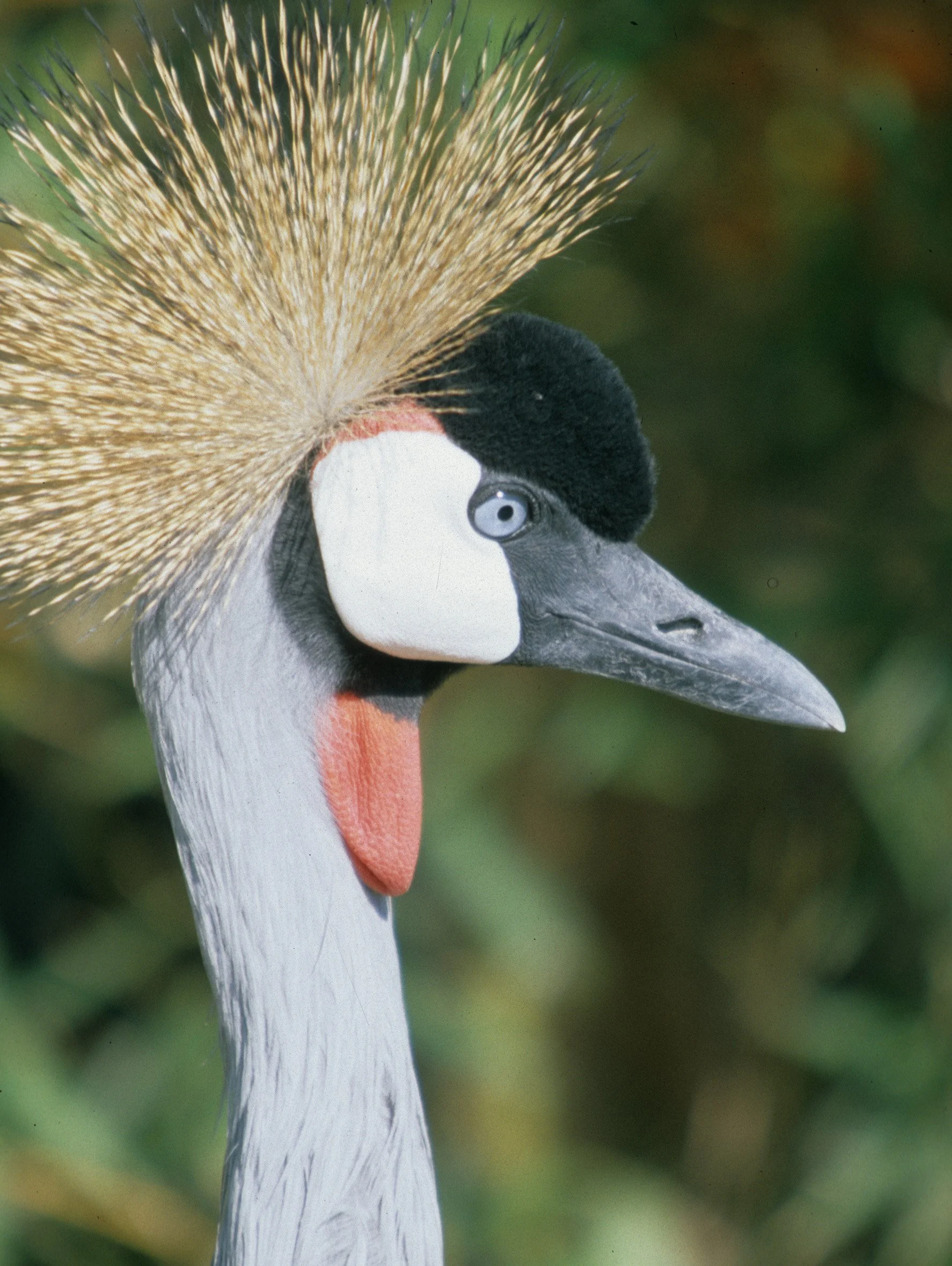 BIRDS - CRANE - CROWNED CRANE - SOUTHERN F.jpg