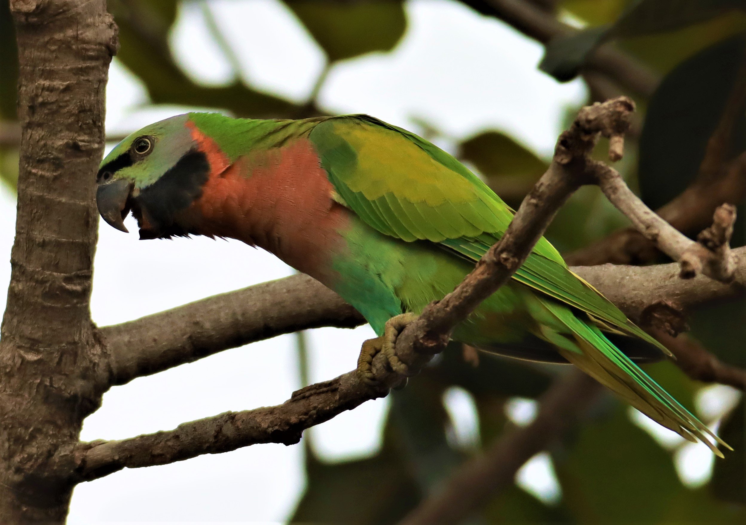 PARAKEET - RED-BREASTED PARAKEET - Psittacula alexandri - WAT SUAN YAI NONTHABURI (47).jpg