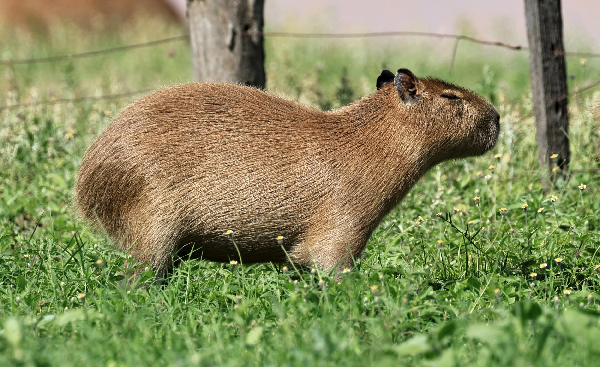 Capybara (Hydrochoerus hydrochaeris) Loma Plata Paraguay - Brunnen Strasse (55).jpg