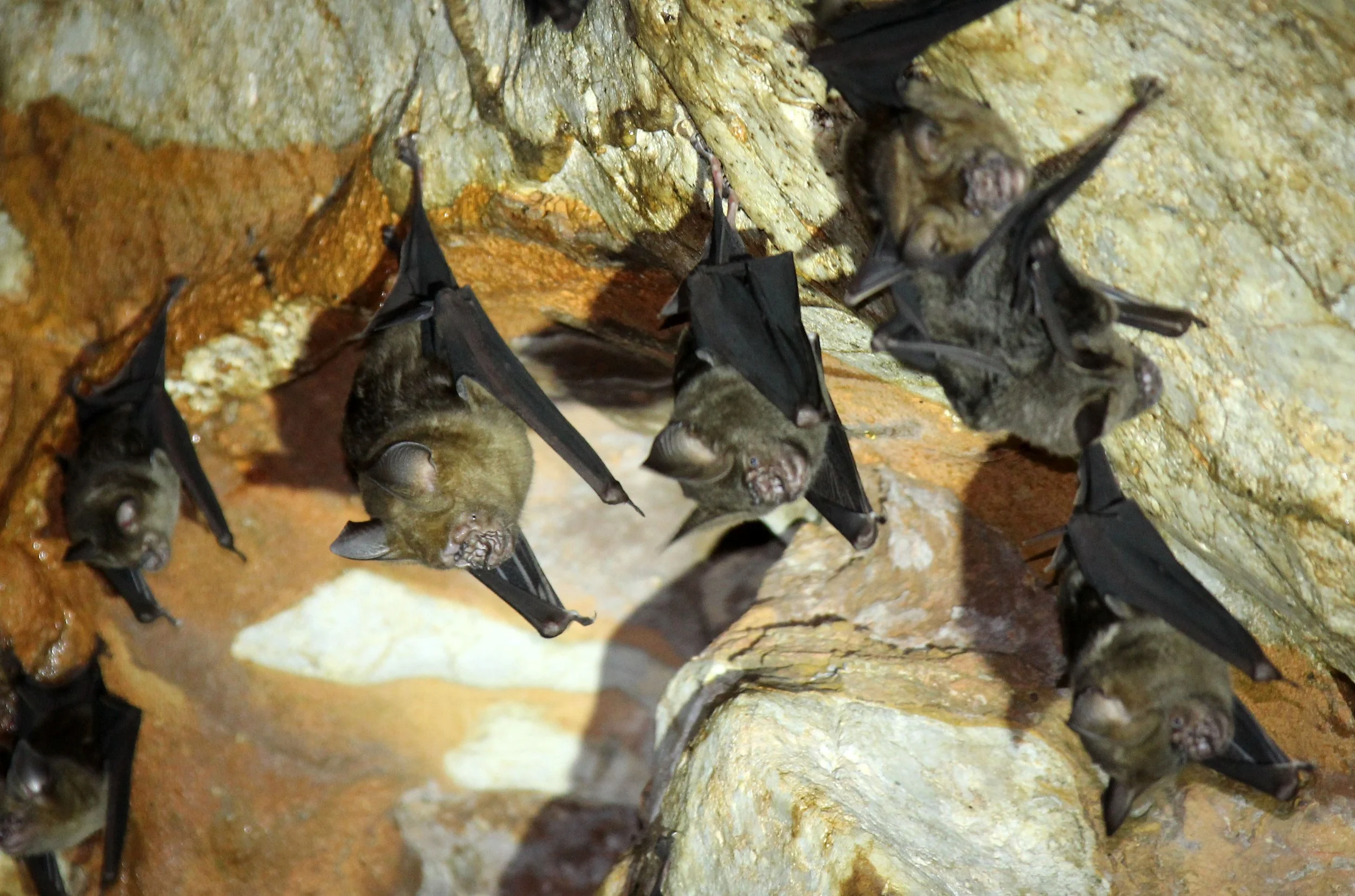 ROUNDLEAF BAT - GREAT ROUNDLEAF BAT - Hipposideros armiger - PHI THA KHON TEMPLE LOEI (14).JPG