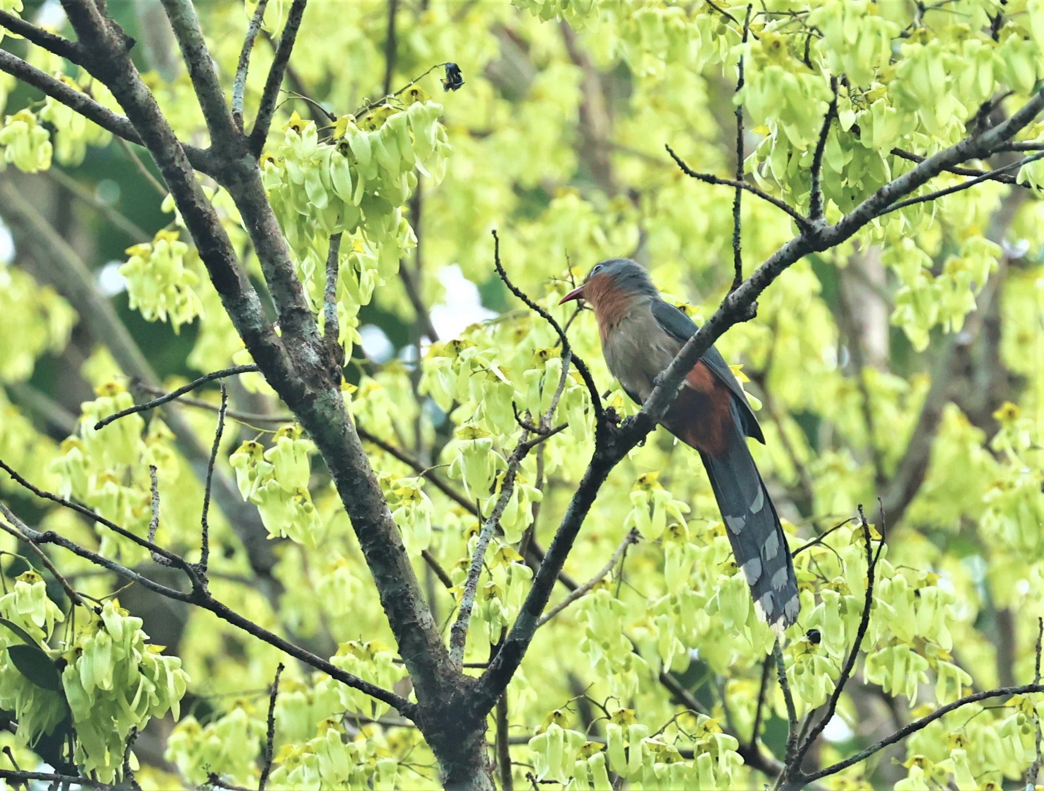 Red-billed Malkoha (Zanclostomus javanicus) Krung Ching Khao Luang NP Thailand (4).jpg