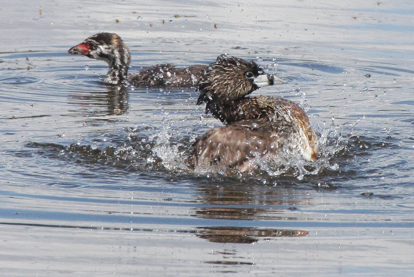 Pied-billed Grebe (Podilymbus podiceps) Ridgefield NWR Washington (48).JPG