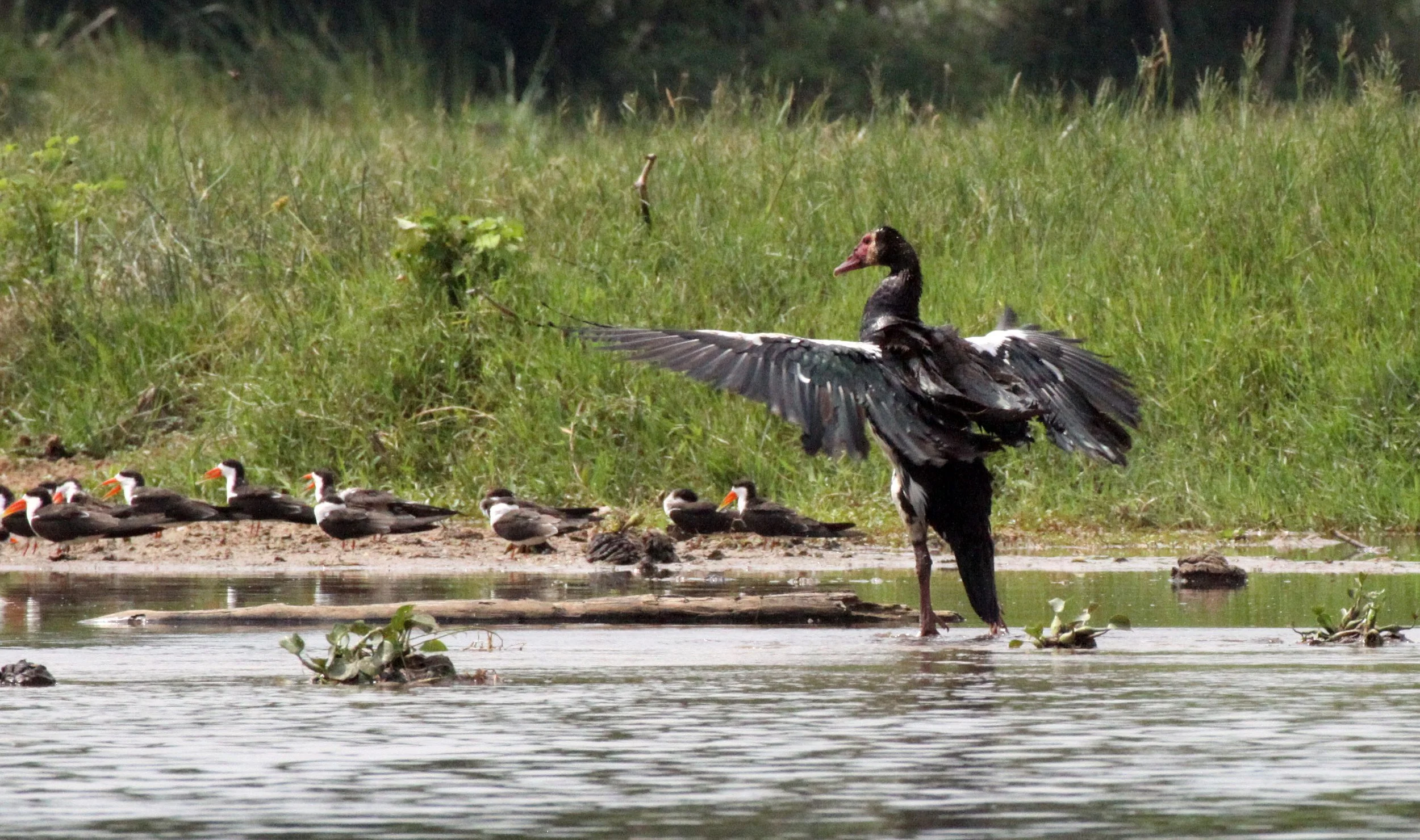 GOOSE - SPUR-WINGED GOOSE - Plectropterus gambensis - MURCHISON FALLS NATIONAL PARK UGANDA (10).JPG