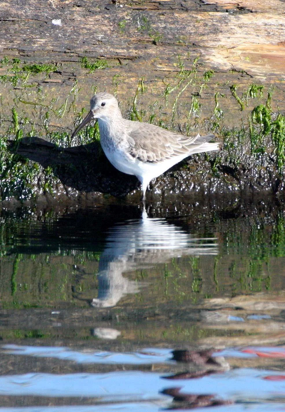 BIRD - DUNLIN - PORT ANGELES HARBOR WA.JPG