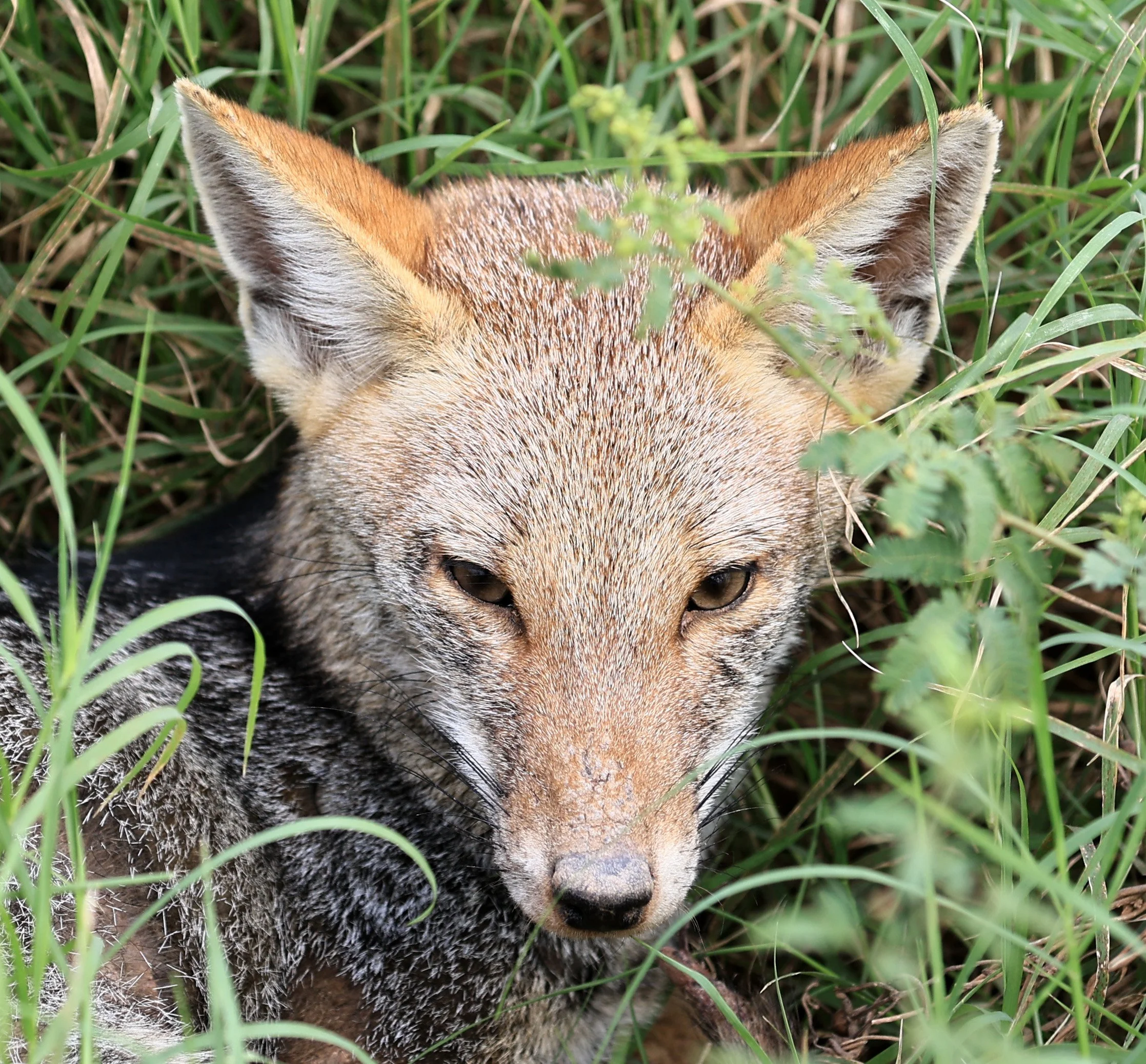 Pampas Fox (Lycalopex gymnocerca) Agua Dulce Paraguay (10).jpg