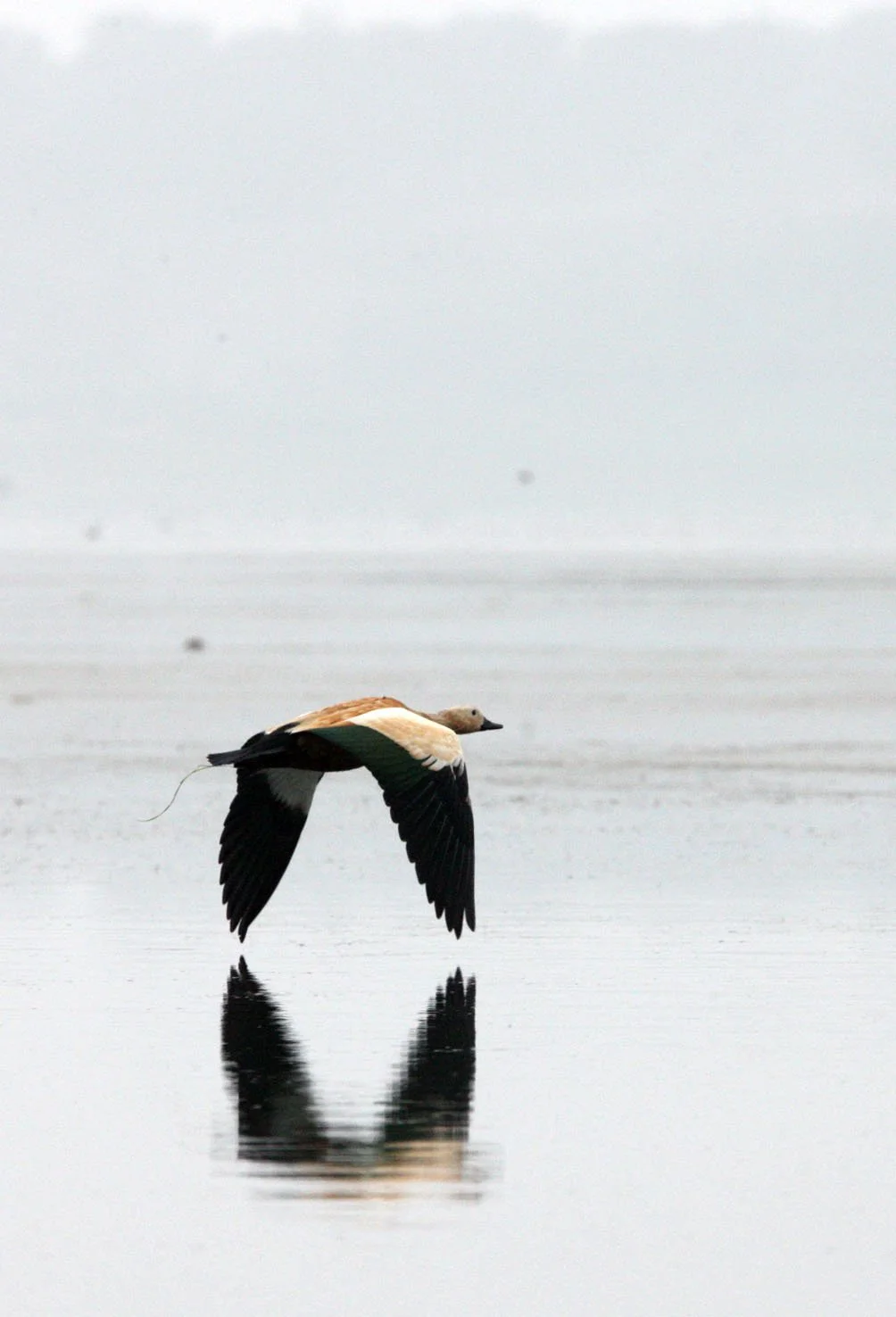 SHELDUCK - RUDDY SHELDUCK  - Tadorna ferruginea - CHAMBAL RIVER SANCTUARY INDIA (49).JPG