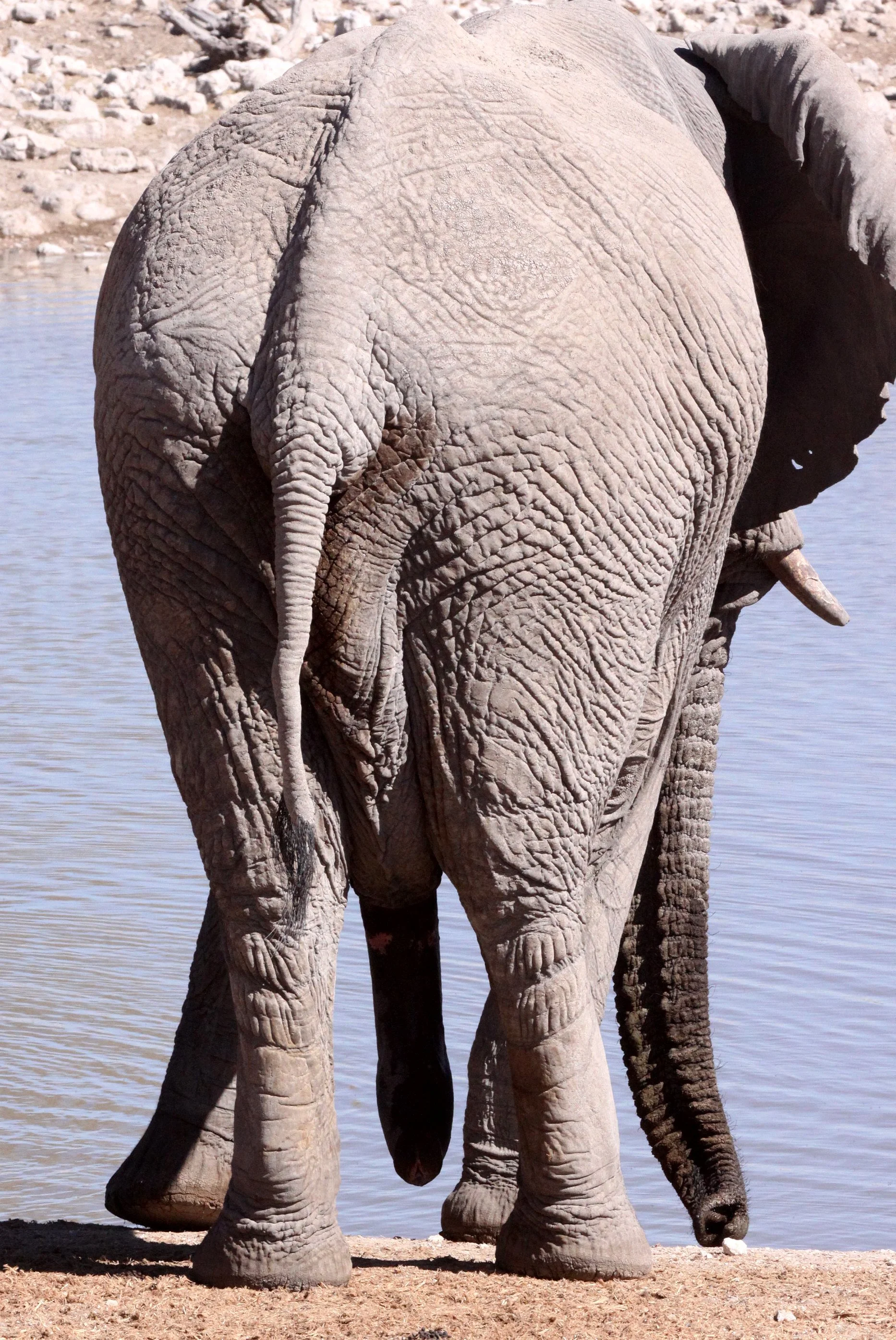 ELEPHANT - AFRICAN ELEPHANT - ETOSHA NATIONAL PARK NAMIBIA (93).JPG