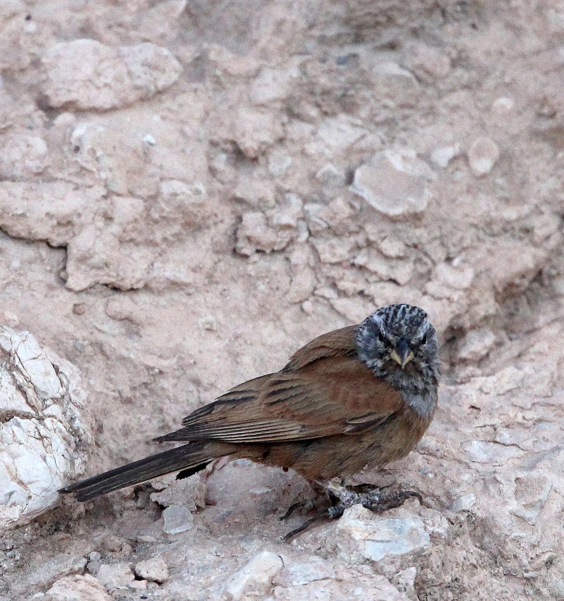 House Bunting (Emberiza sahari) Sened Village Atlas Mountians Tunisia (3).JPG
