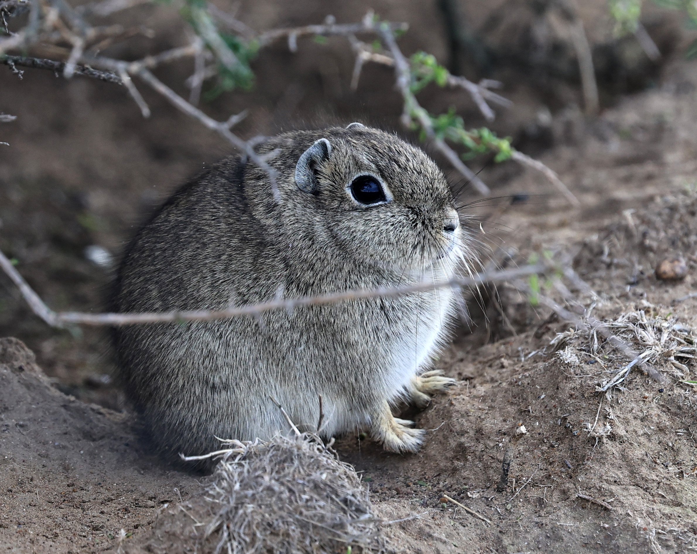Southern Mountain Cavy (Microcavia australis) Valdes Peninsula, Chubut Province, Argentina Day 2 (1 (51).jpg