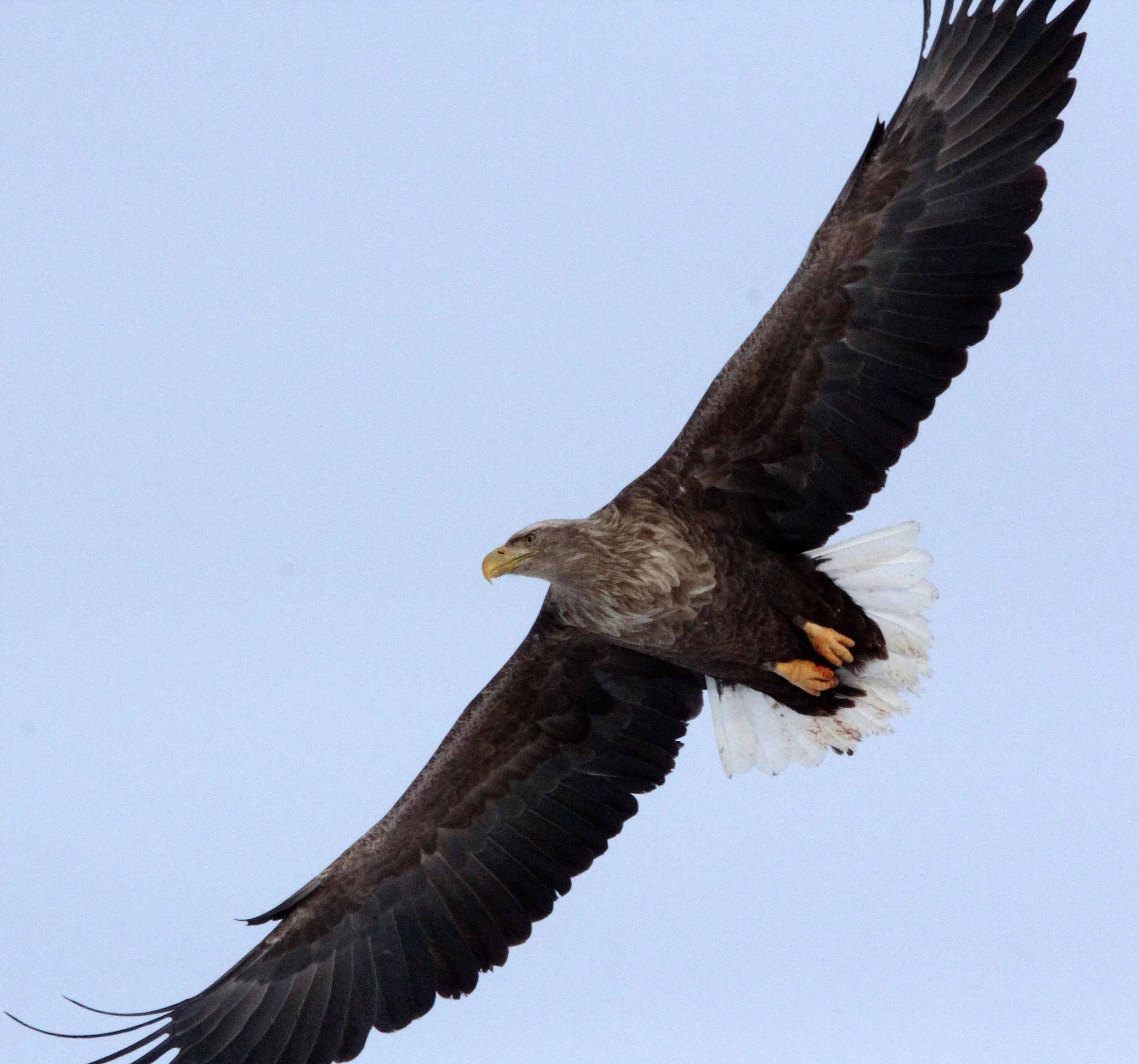 Haliaeetus albicilla - WHITE-TAILED EAGLE - AKAN INTERNATIONAL CRANE CENTER - HOKKAIDO JAPAN (106).JPG