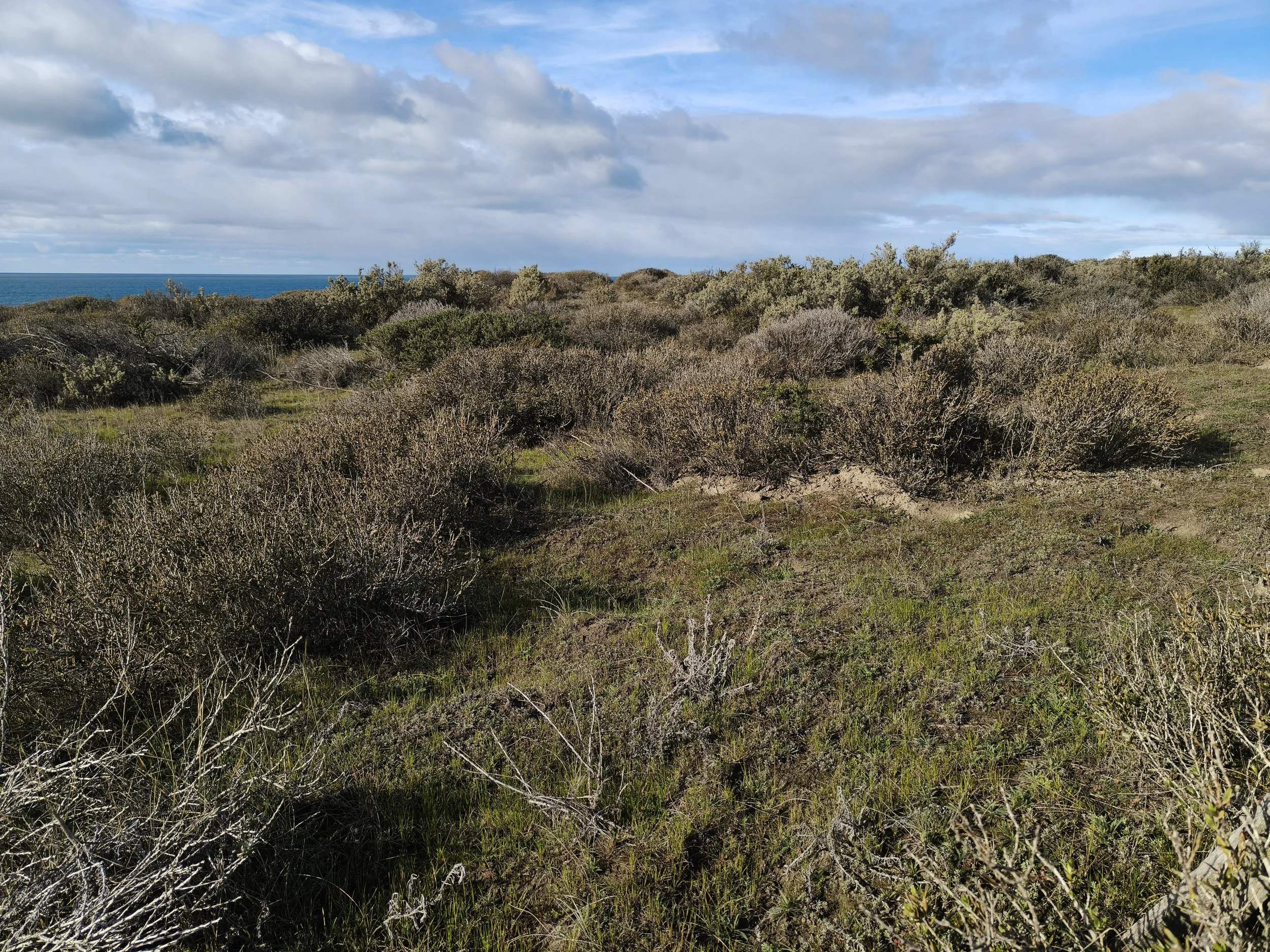 The dominant plant community in the eastern end and across the interior of the Valdés Peninsula is the Patagonian Desert steppe.  Within this arid landscape, the vegetation is characterized as a shrub-grass steppe. It consists primarily of drought-re