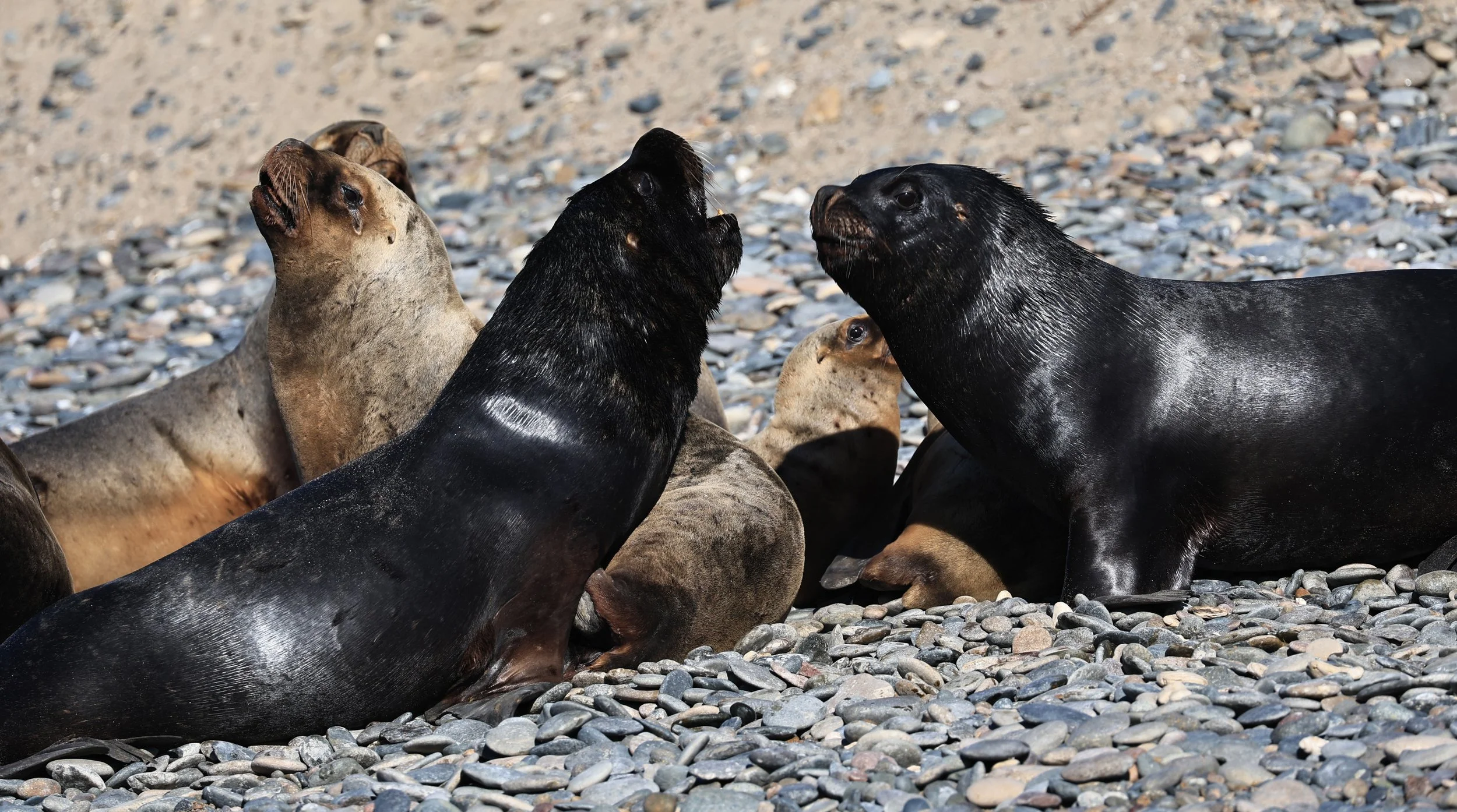 South American Sea Lion (Otaria flavescens) Puerto Rawson Argentina (22).jpg