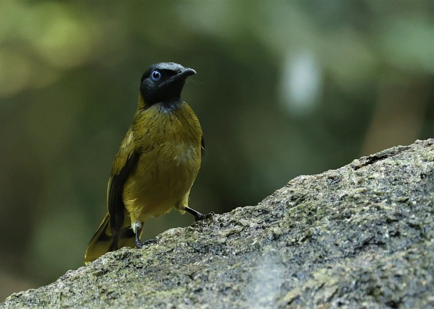 BULBUL - BLACK HEADED BULBUL - Pycnonotus atriceps - WAT THAM PRATHUM CHONBURI JAN 30 2022 (12).jpg