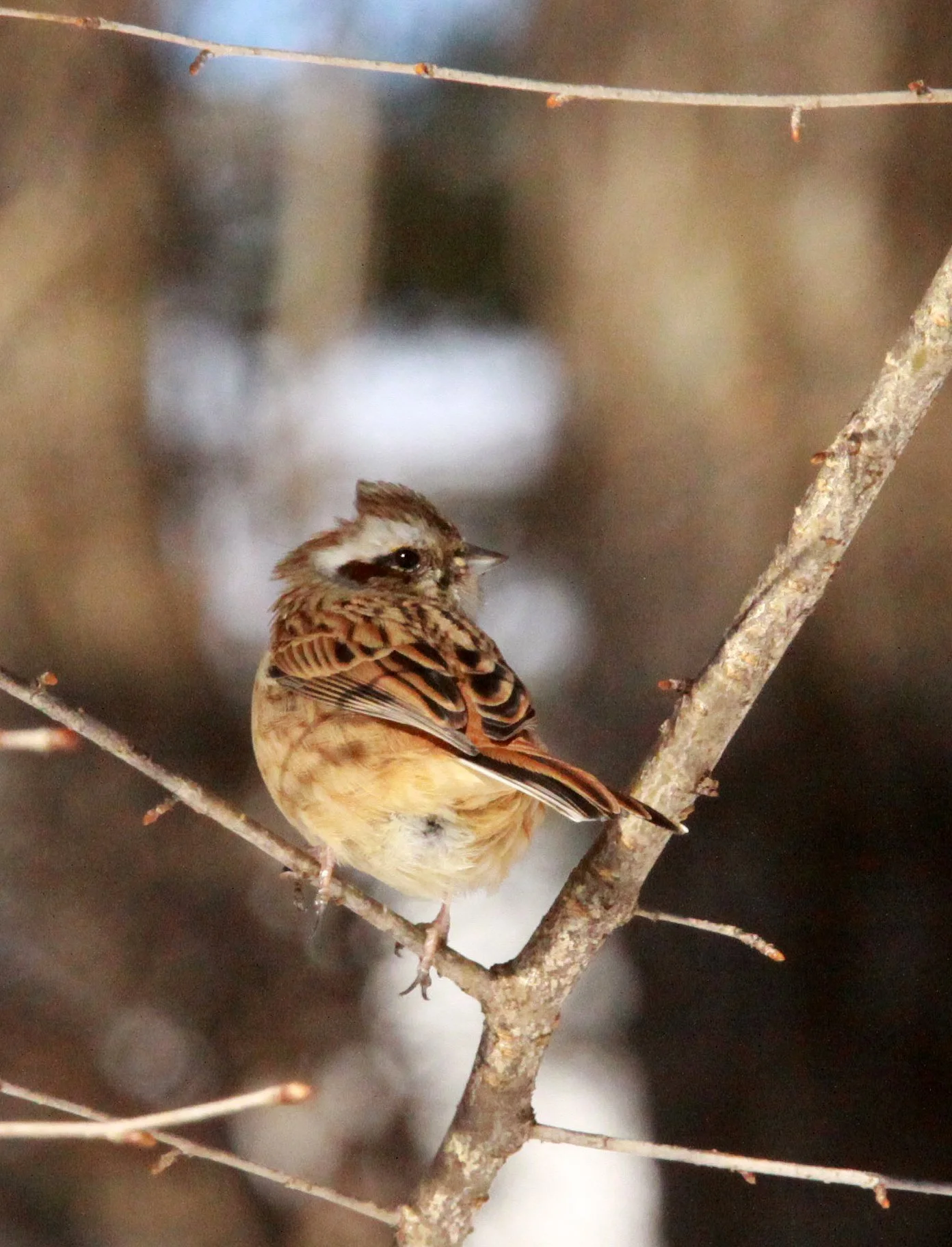 Meadow (Siberian) Bunting (Emberiza cioides) Shiobutsu Onsen Karuizawa Japan (2).JPG