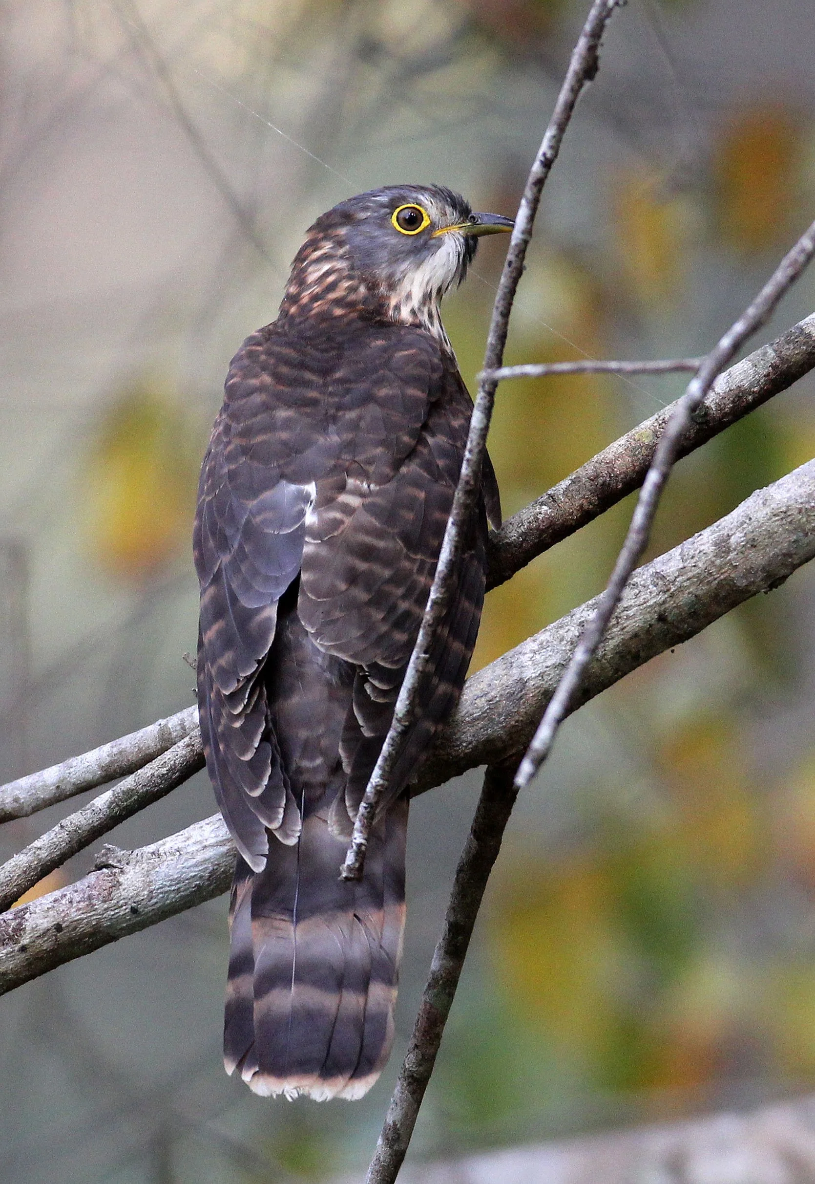 Large Hawk-cuckoo (Hierococcyx sparveroides) Huai Kha Khaeng NWR Thailand (20).JPG