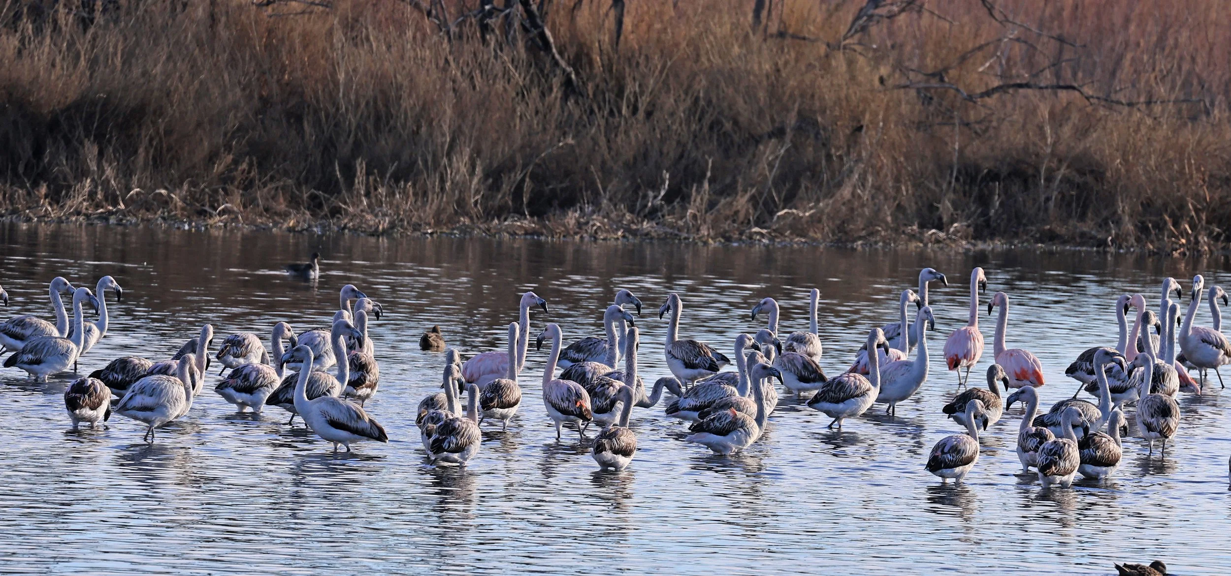 Chilean Flamingo (Phoenicopterus chilensis) Lagunas del Ornitólogo, Trelew Argentina (15).jpg
