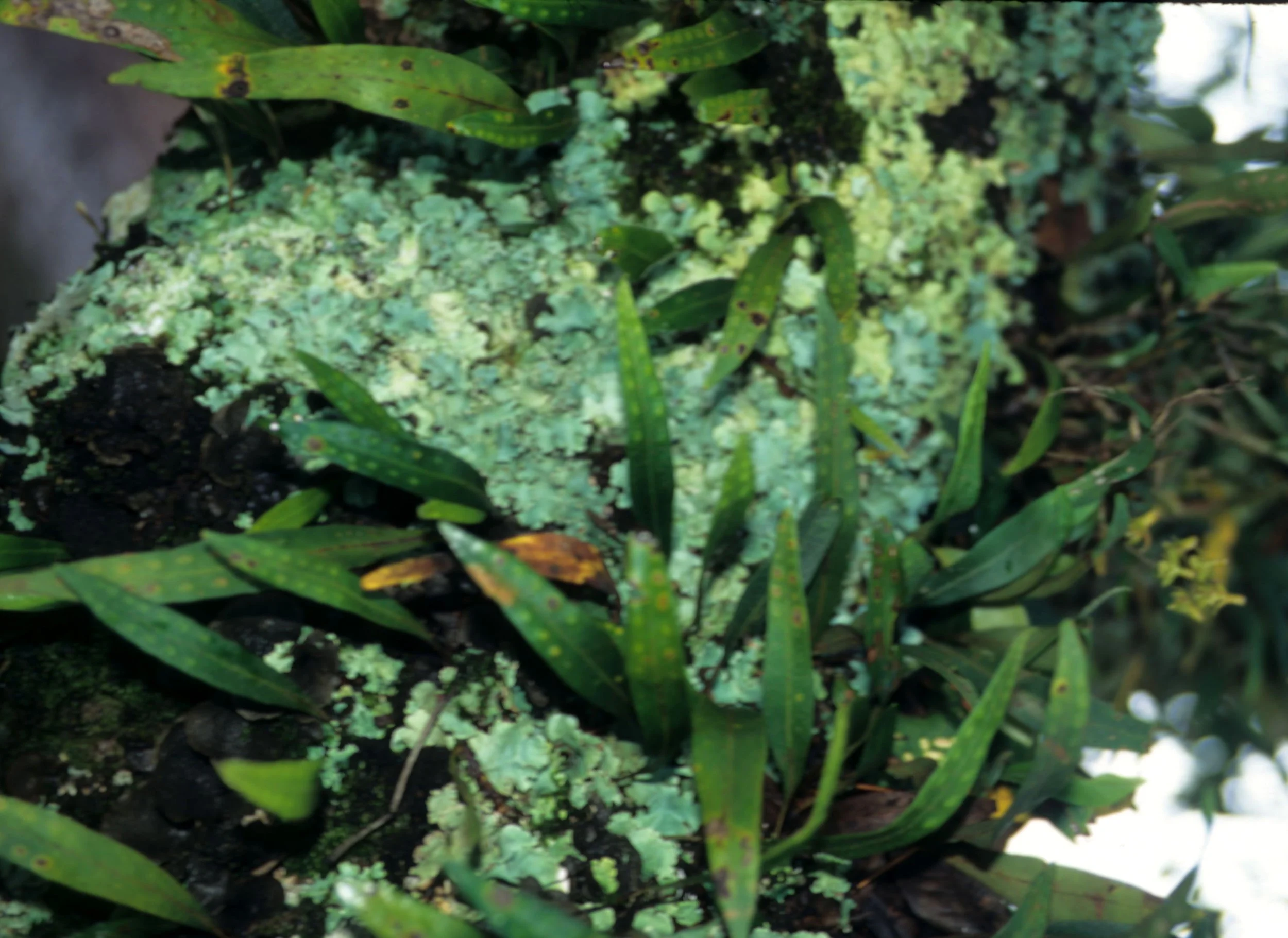 UGANDA - EPIPHYTIC FERN AND LICHEN.jpg