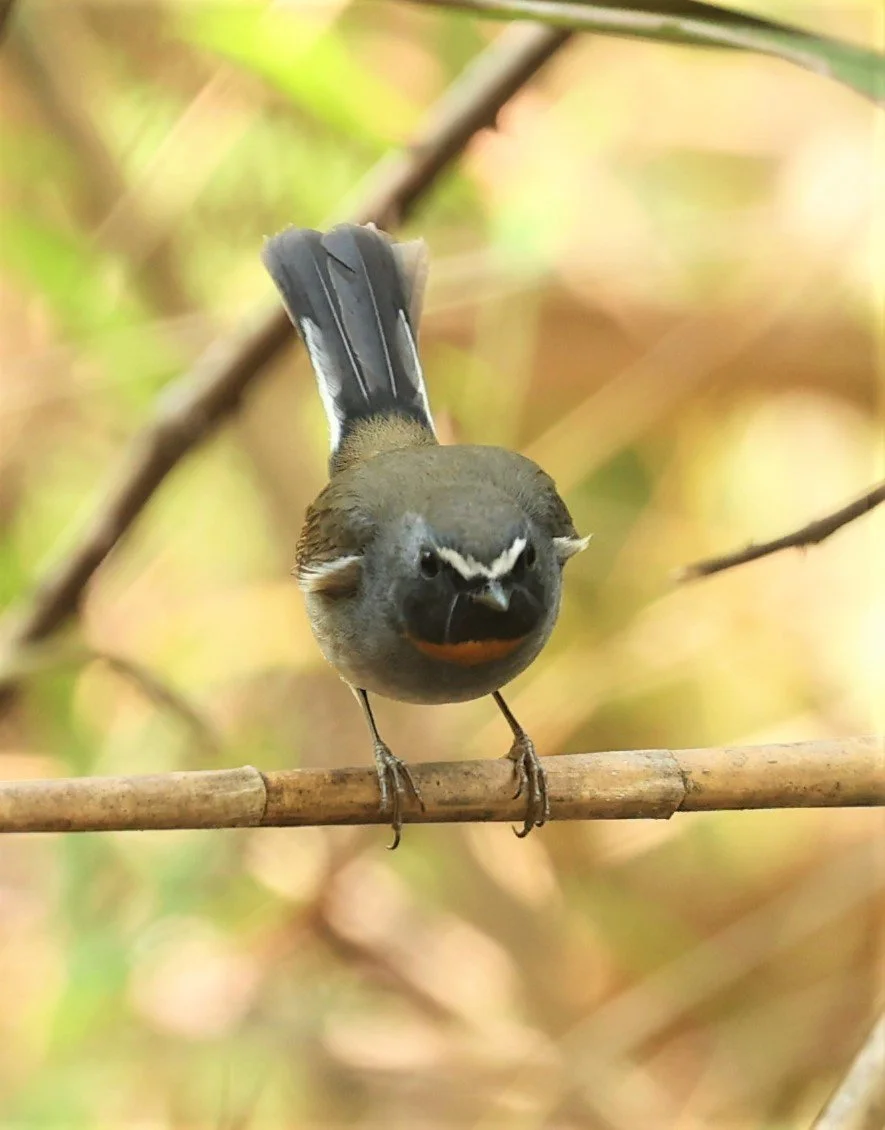 FLYCATCHER - RUFOUS-GORGETED FLYCATCHER - Ficedula strophiata - DOI SAN JU (DOI LANG WEST) FEB 2022 (44).jpg