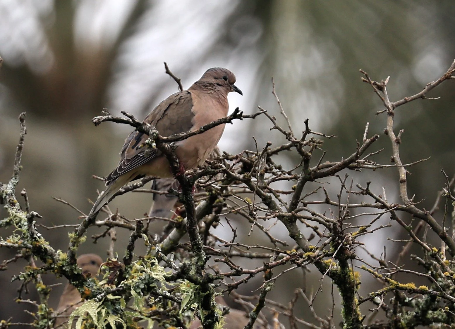 Eared Dove (Zenaida auriculata) El Palmar National Park, Entre Rios, Argentina (2).jpg