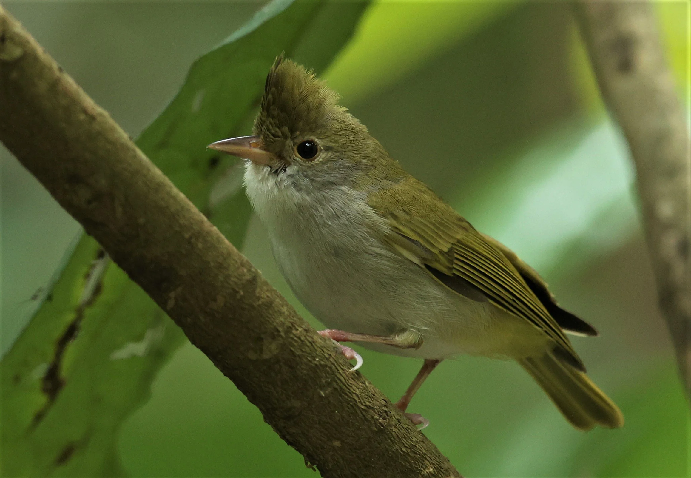 White-bellied Erpornis (Erpornis zantholeuca) Doi Inthanon NP Chiang Mai Thailand (3).JPG
