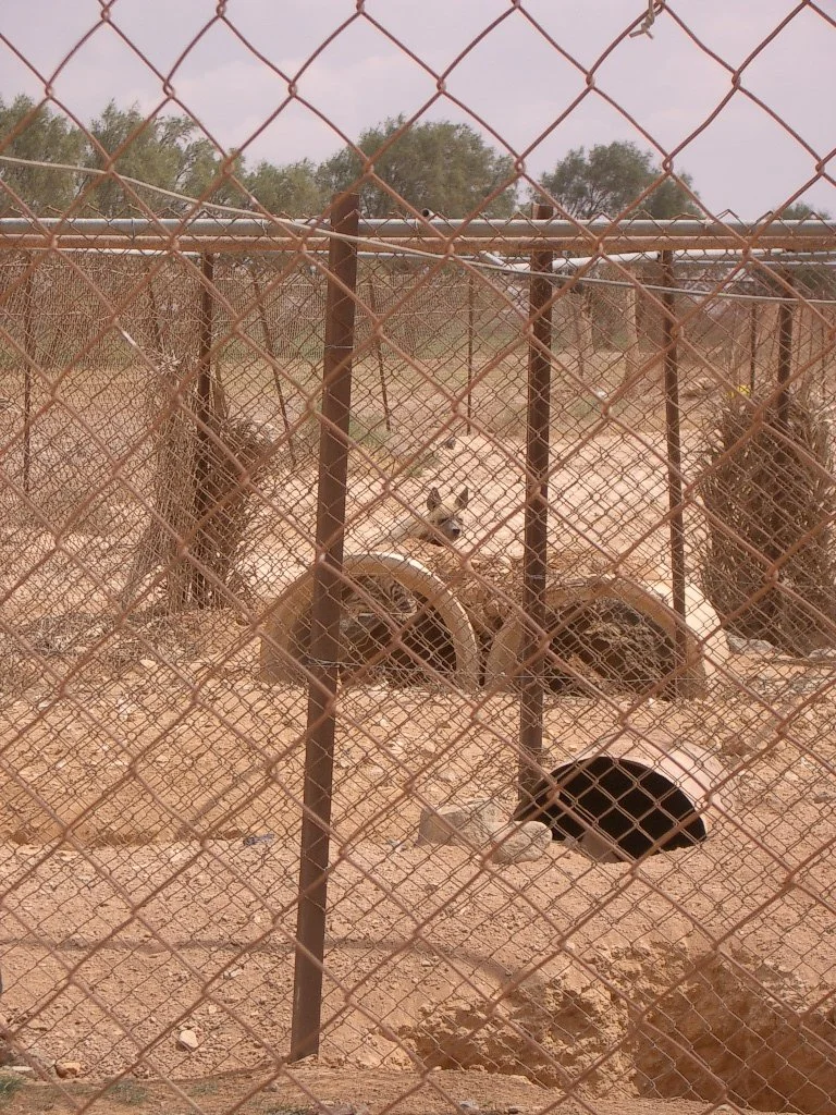 SHAUMARI CAPTIVE BREEDING CENTER (15).JPG