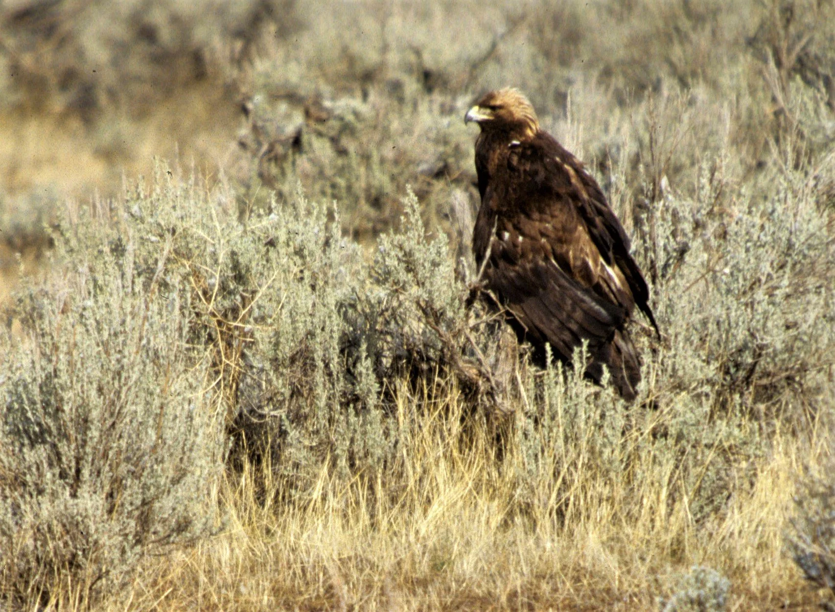 Aquila chrysaetos canadensis - AMERICAN GOLDEN EAGLE - KLAMMATH BASIN NORTHERN CALIFORNIA aa.jpg