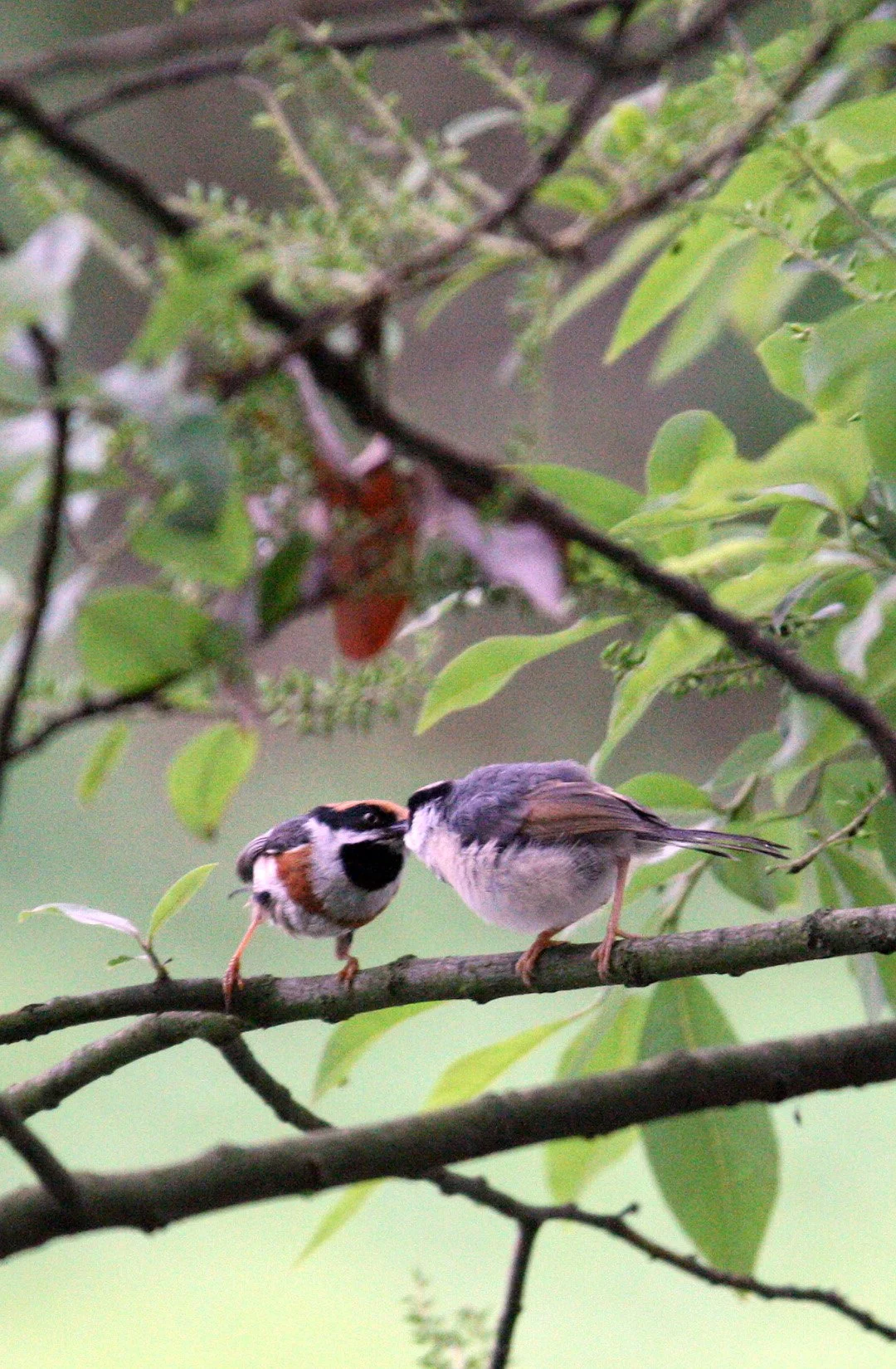 Black-throated Bushtit (Aegithalos concinnus) Hongcun Village, Anhui China (27).JPG