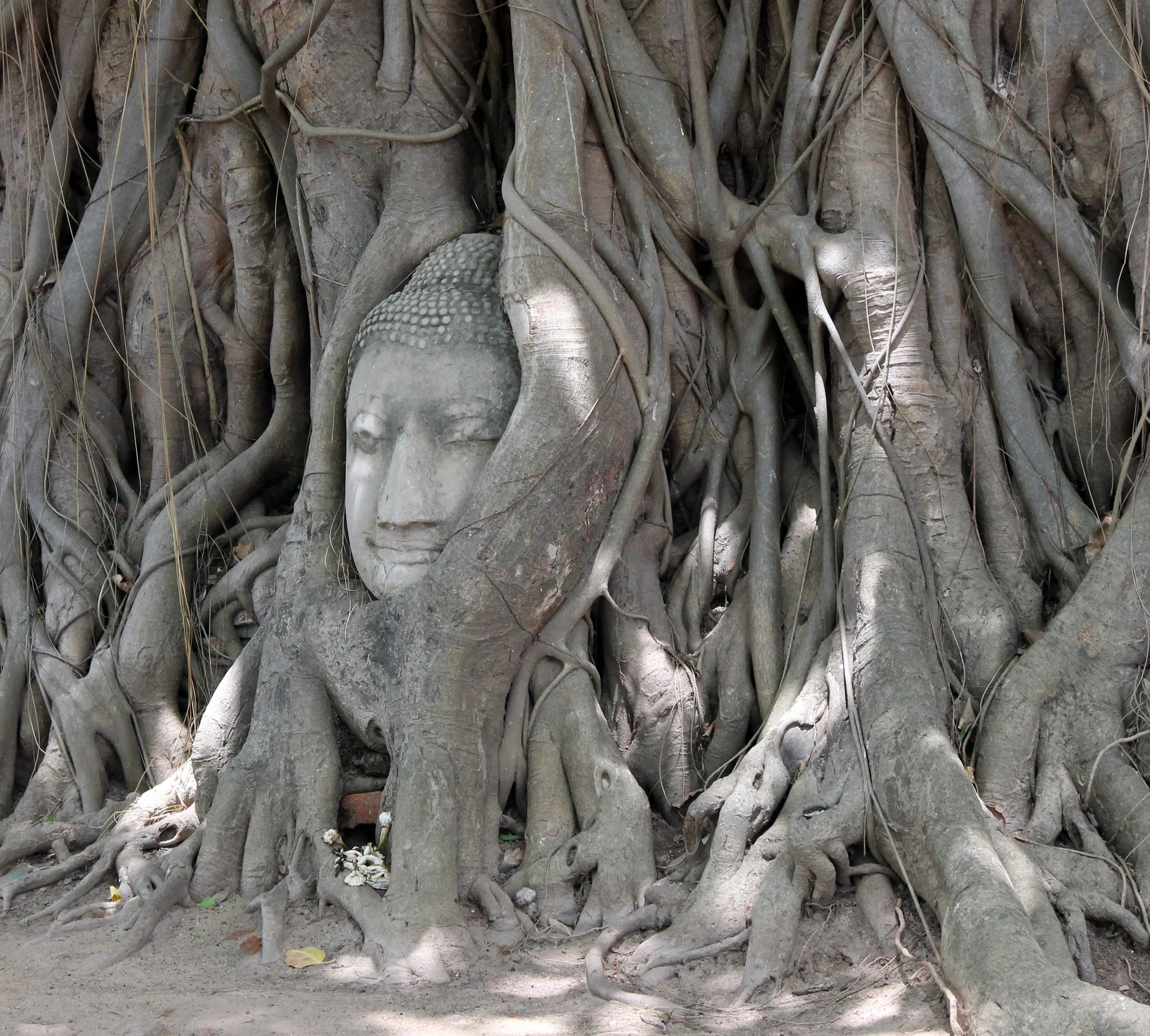 2014 Ayutthaya Wat Mahathat, with Cokie & Som and Phil & Shelley Summer Travels (10).jpg