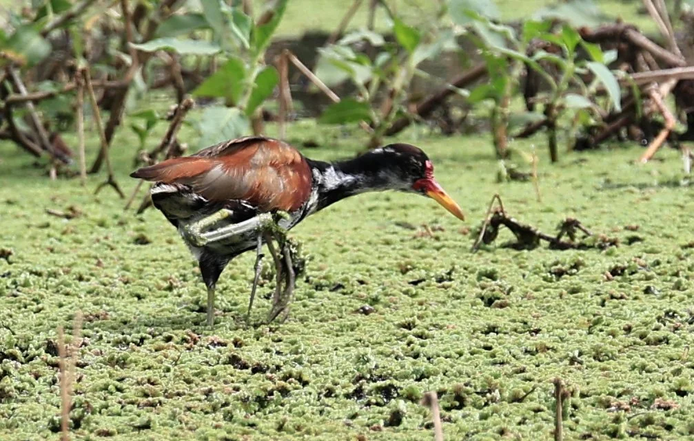 Wattled Jacana (Jacana jacana) Agua Dulce Paraguay (5).jpg