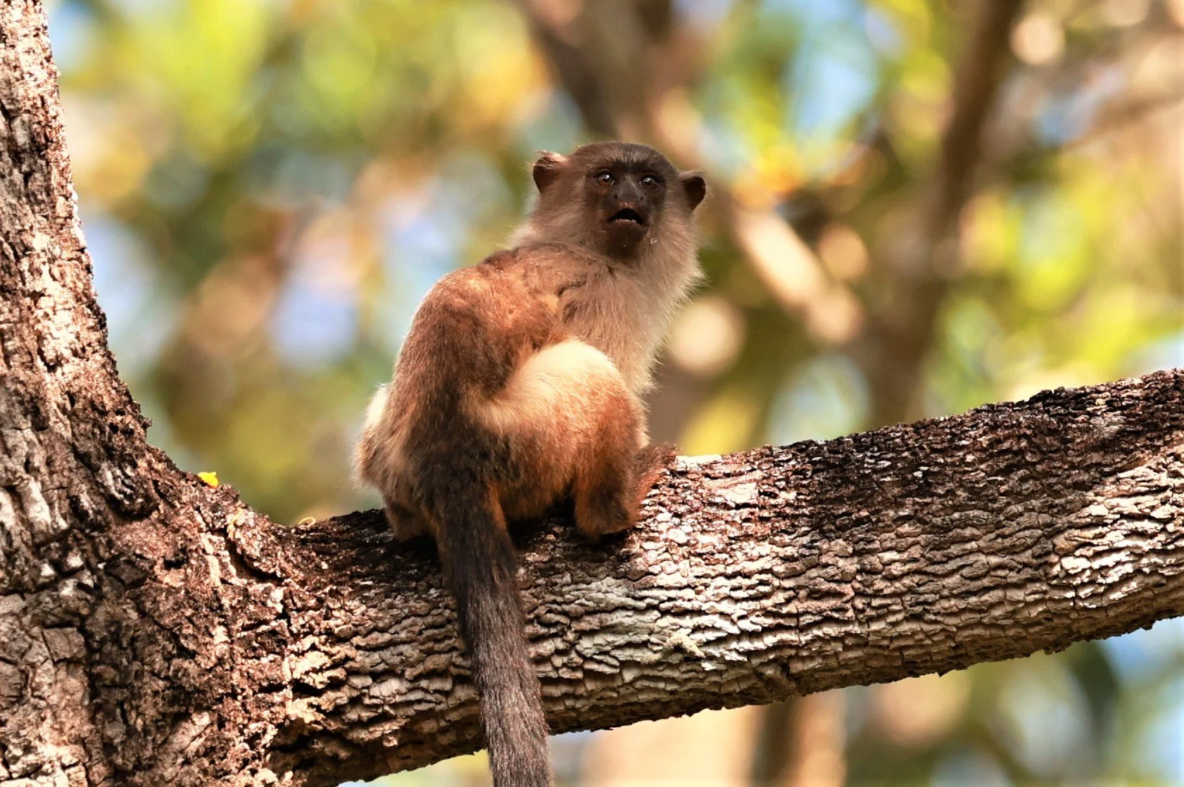 Callitrichidae - Mico melanurus - Black-tailed Marmoset - Porto Alegre Lodge, Pantanal (37).JPG