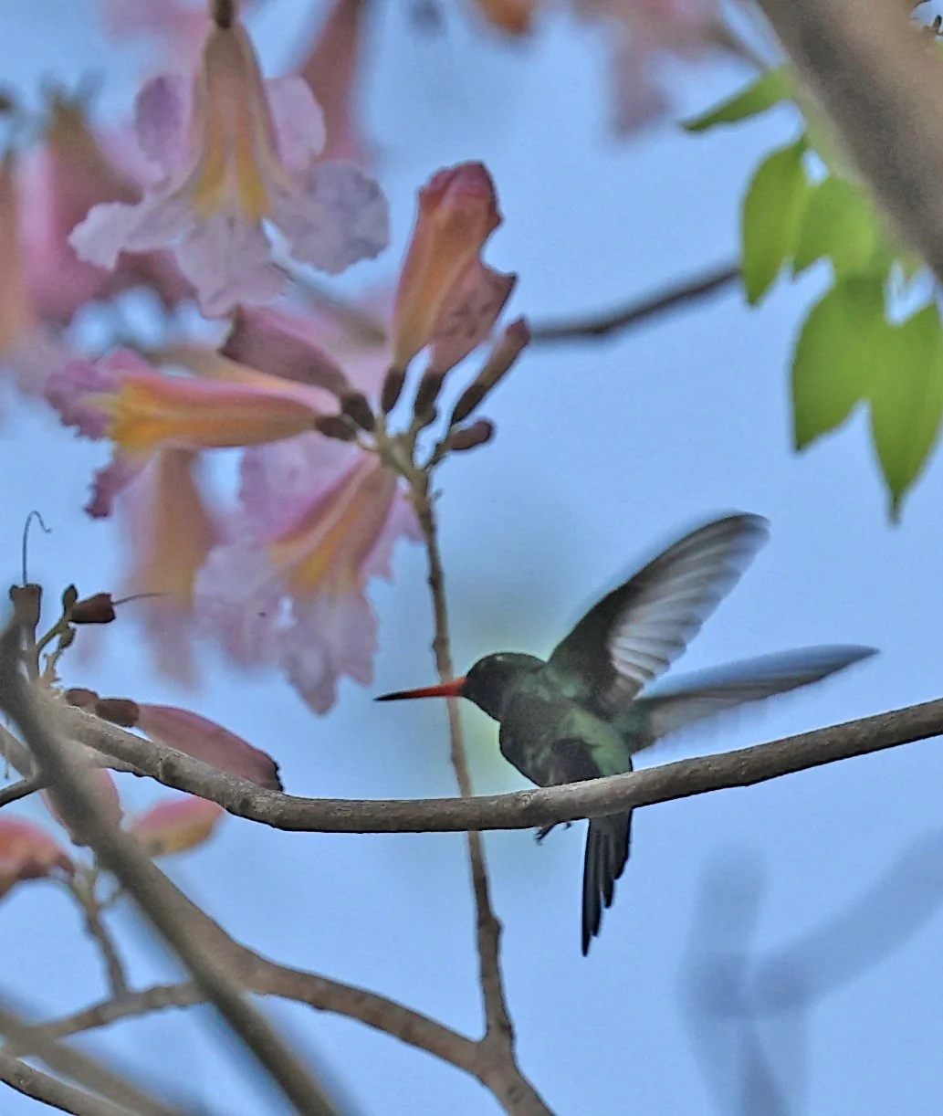 Glittering-bellied Emerald (Chlorostilbon lucidus) Estancia Campo'í Paraguay (81).jpg