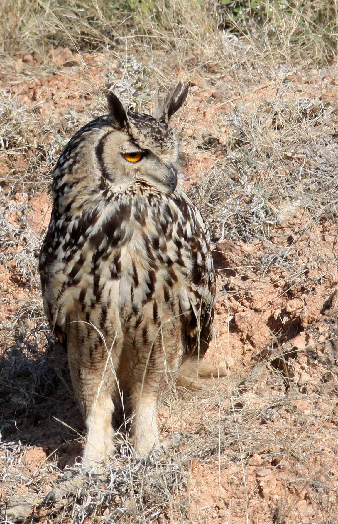 Bubo bengalensis - INDIAN EAGLE OWL - LITTLE RANN OF KUTCH GUJARAT INDIA (47).JPG