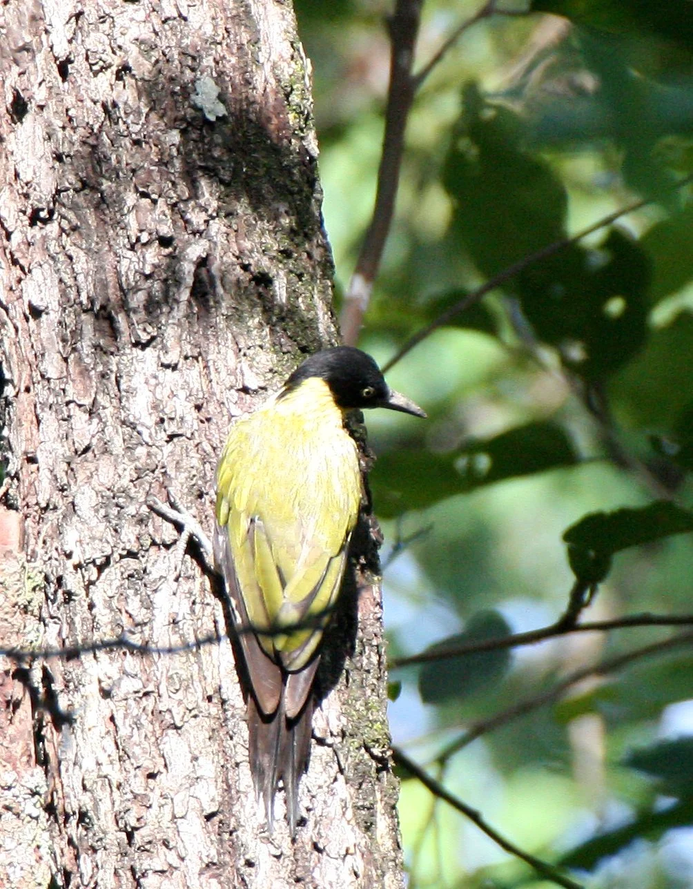 BIRD - WOODPECKER - BLACK-HEADED WP - HKK THAILAND (2).JPG