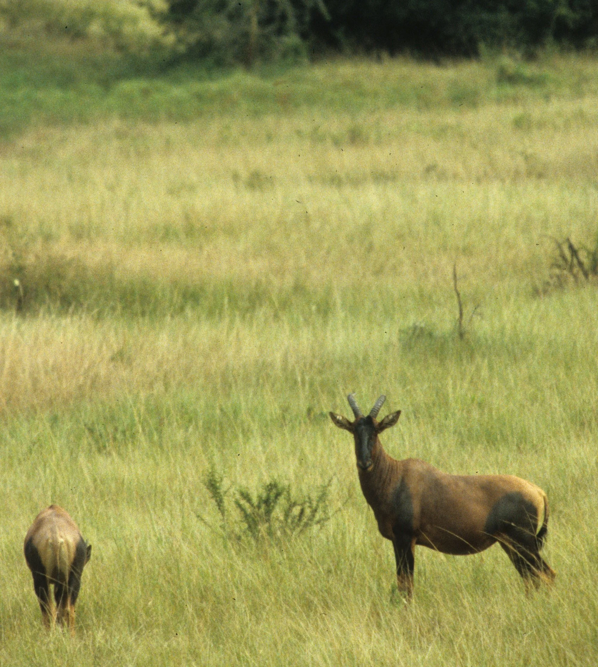 BOVID - TOPI - UGANDA (6).jpg
