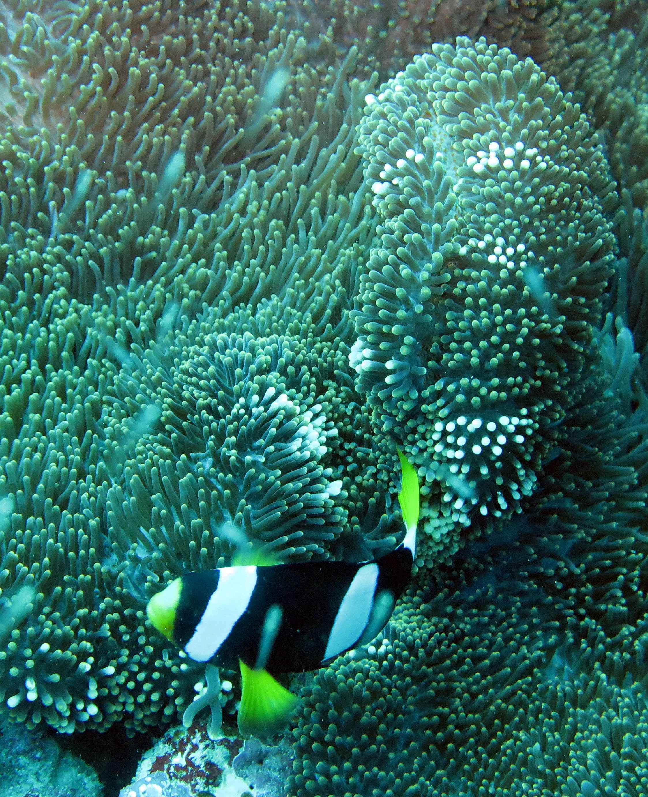 Pomacentridae - Amphiprion clarkii - Clark's Anemonefish - Similan Islands Marine Park Thailand (44).JPG