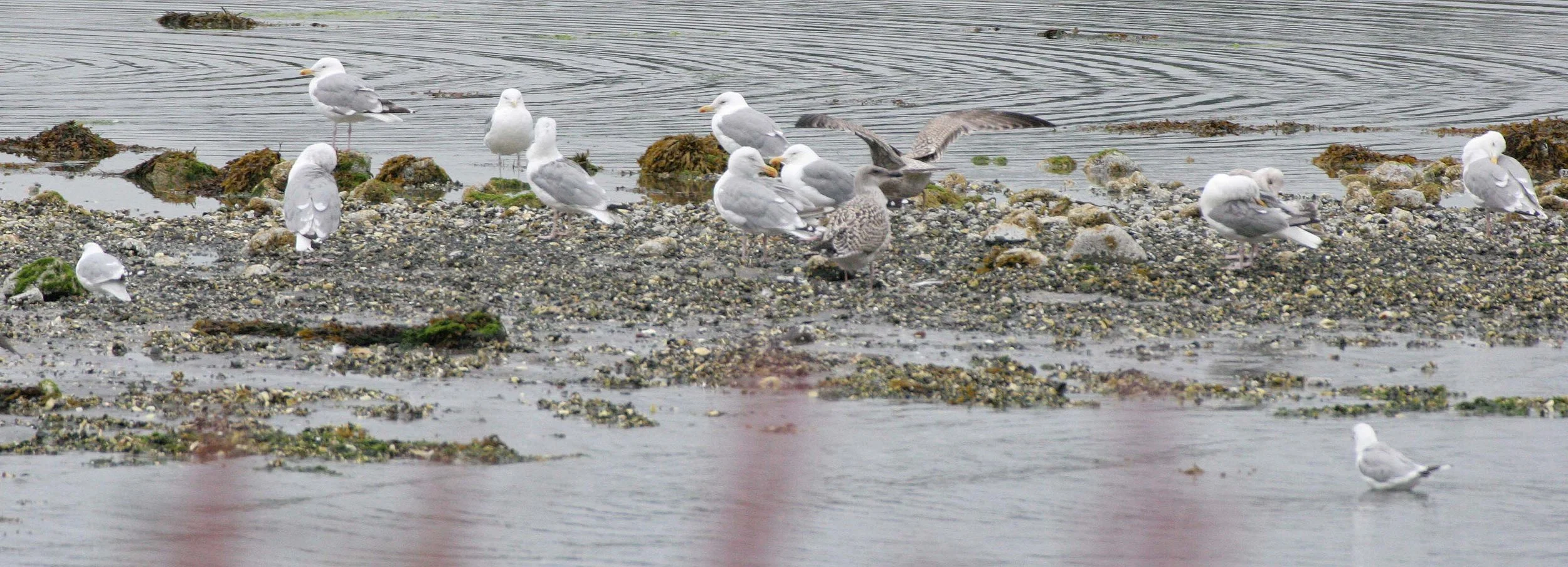 BIRD - GULL - HERRING GULLS - FJORDLAND NORWAY.jpg
