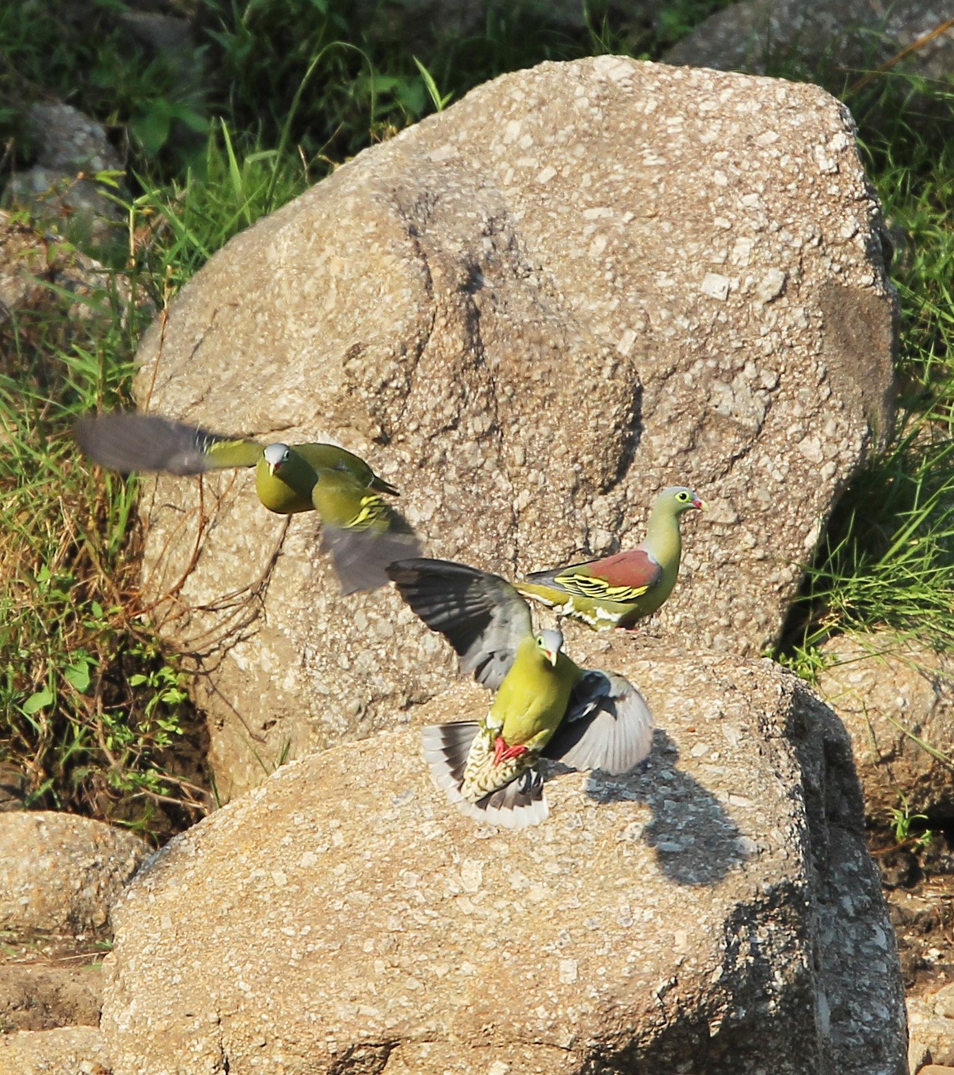 Porphyritic rock or a type of aggregate stone. This rock displays a distinct texture with lighter-colored, angular crystals embedded within a finer-grained, brownish-tan matrix.  Rocks with this porphyritic texture indicate a two-stage cooling proces
