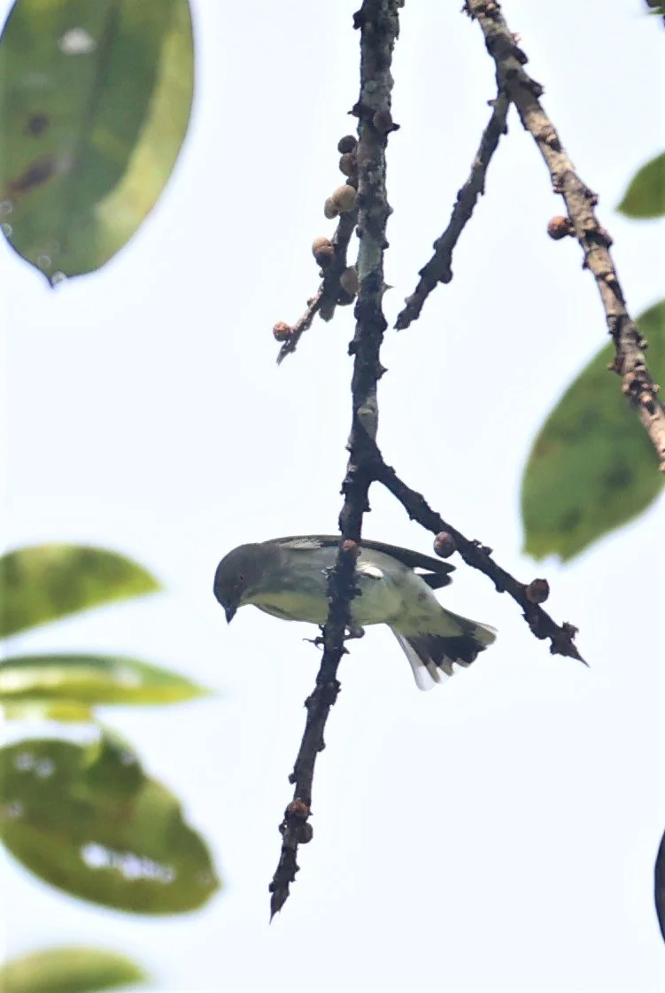 FLOWERPECKER - THICK-BILLED FLOWERPECKER - Dicaeum agile -  KAENG KRACHAN  (16).jpg