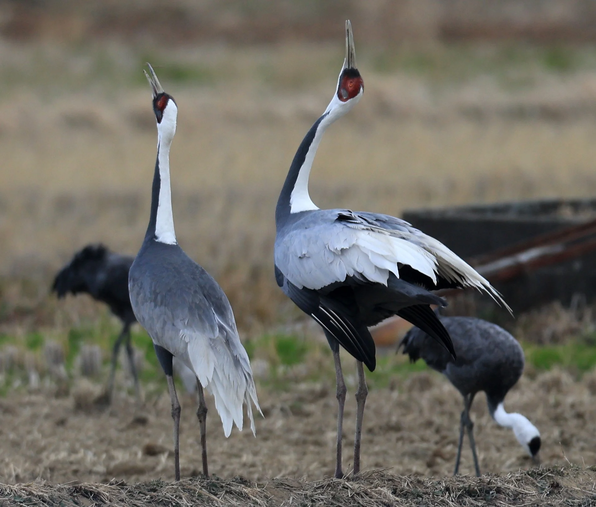 White-naped Crane (Antigone vipio) Izumi Crane Park & Center, Izumi Kagoshima Kyushu Japan (263).jpg