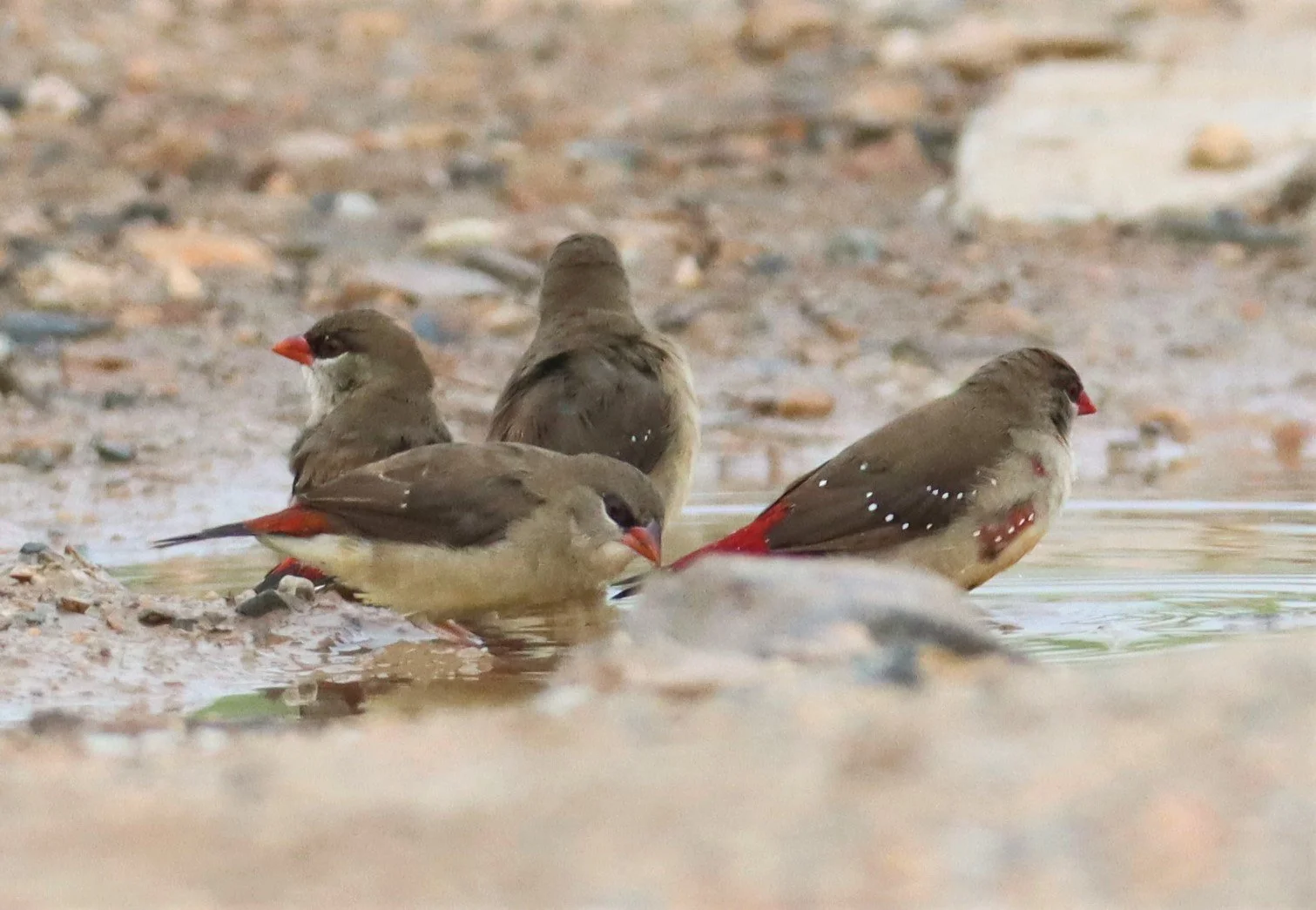 RED AVADAVAT - Amandava amandava - LAT KRABANG WETLANDS THAP YAO (13).jpg