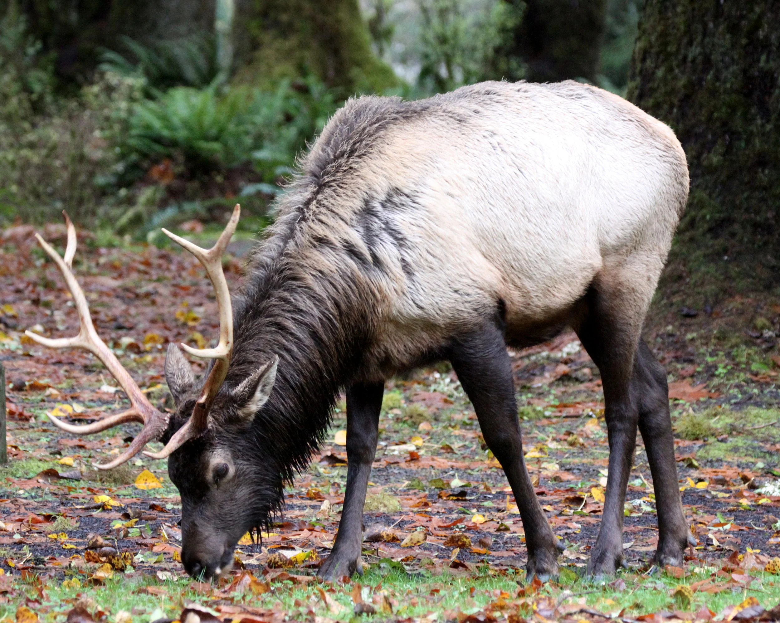 Cervus canadensis roosevelti - ROOSEVELT ELK - HOH RAINFOREST WA (11).JPG
